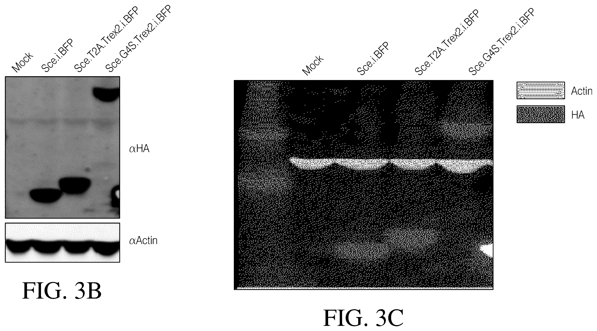Patent US12378546 Figure 6 – Coupling endonucleases with end-processing enzymes drives high efficiency gene disruption