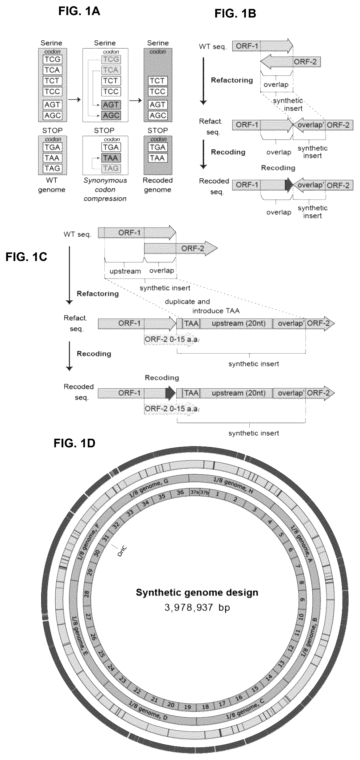 Patent US12378547 Figure 1 – Synthetic genome