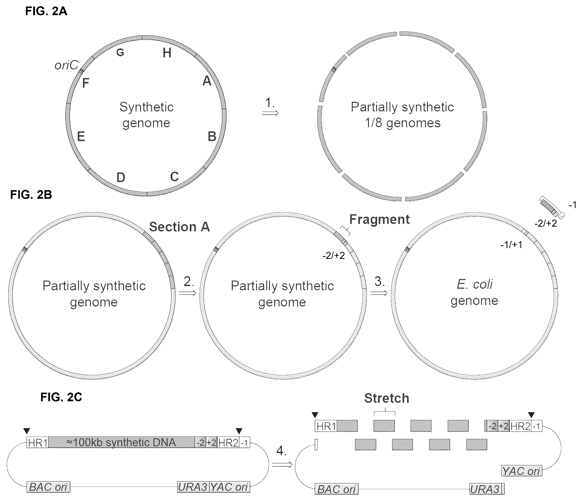 Patent US12378547 Figure 2 – Synthetic genome