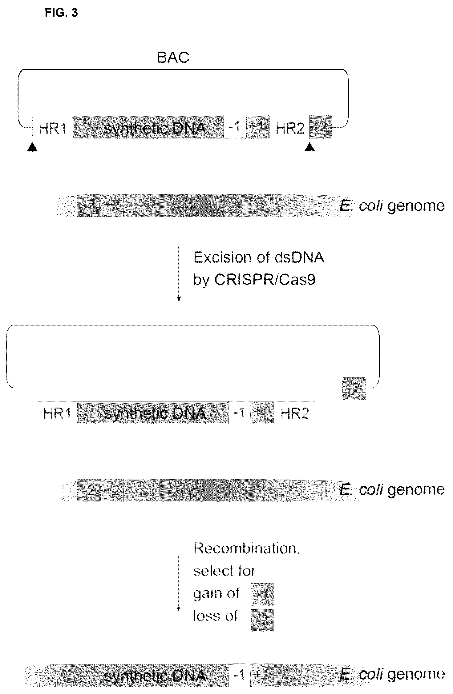 Patent US12378547 Figure 3 – Synthetic genome