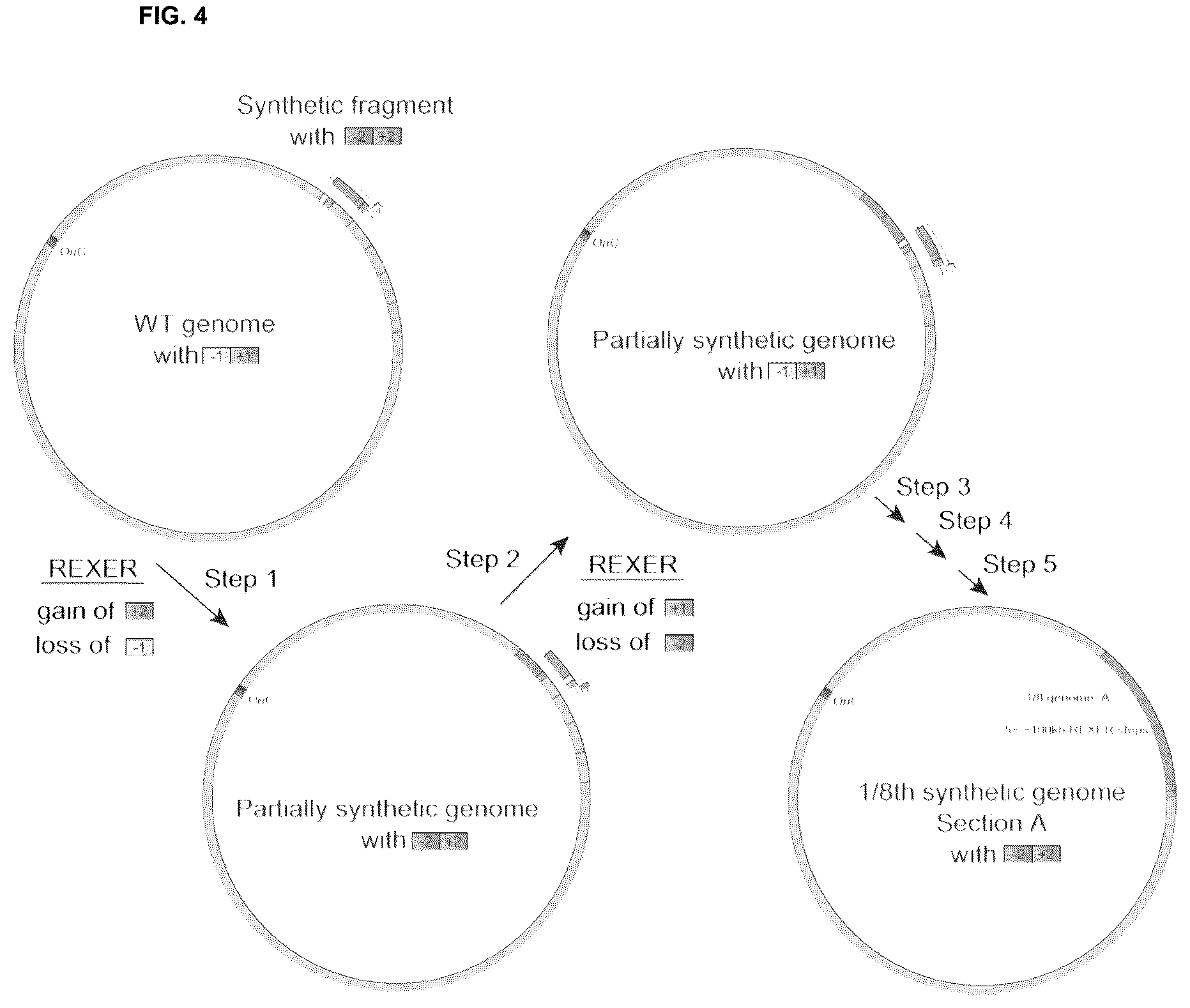 Patent US12378547 Figure 4 – Synthetic genome
