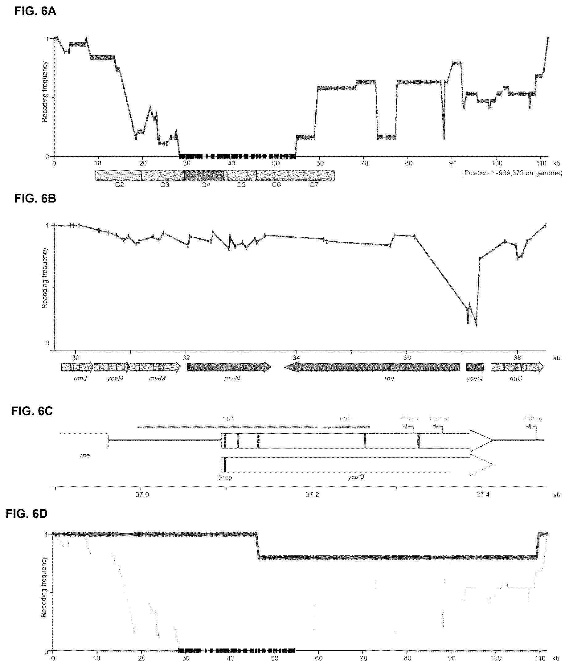 Patent US12378547 Figure 6 – Synthetic genome