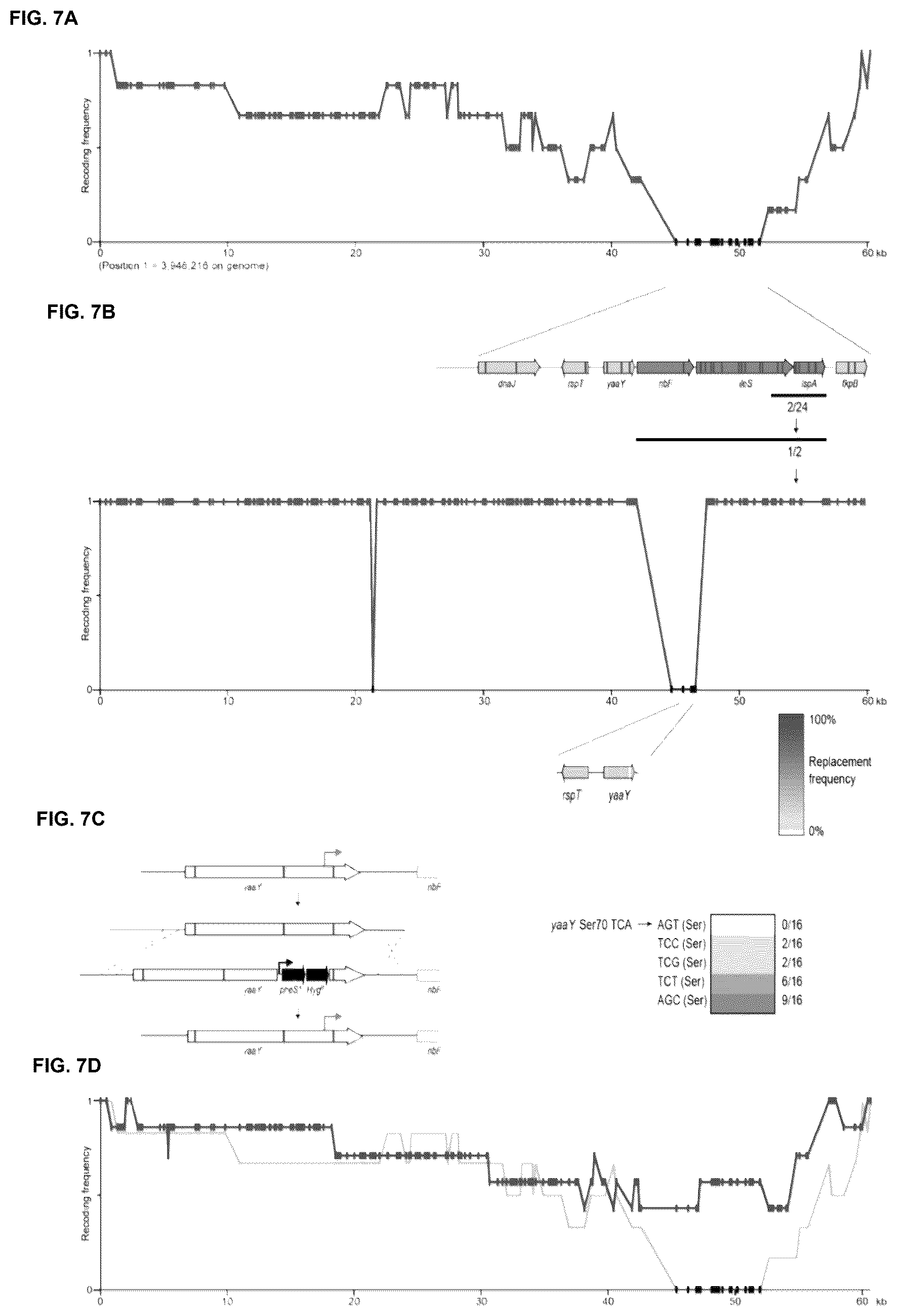 Patent US12378547 Figure 7 – Synthetic genome