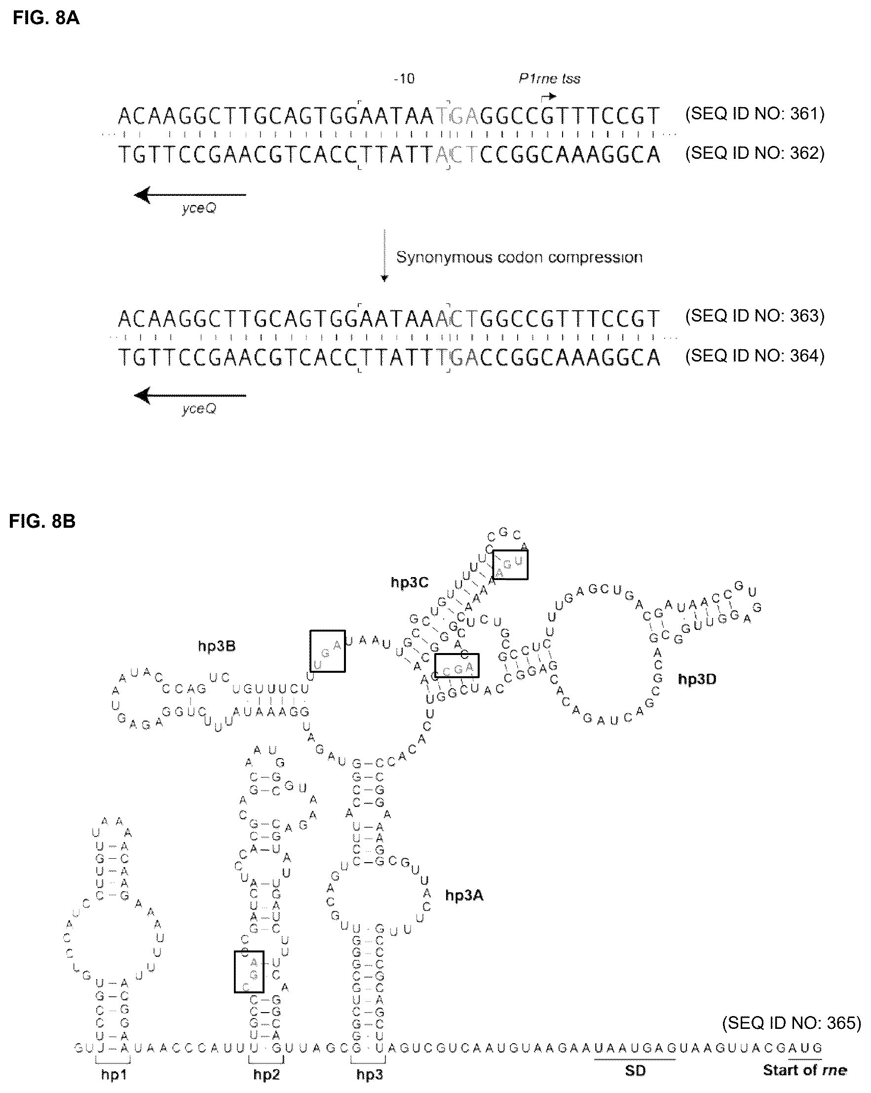 Patent US12378547 Figure 8 – Synthetic genome