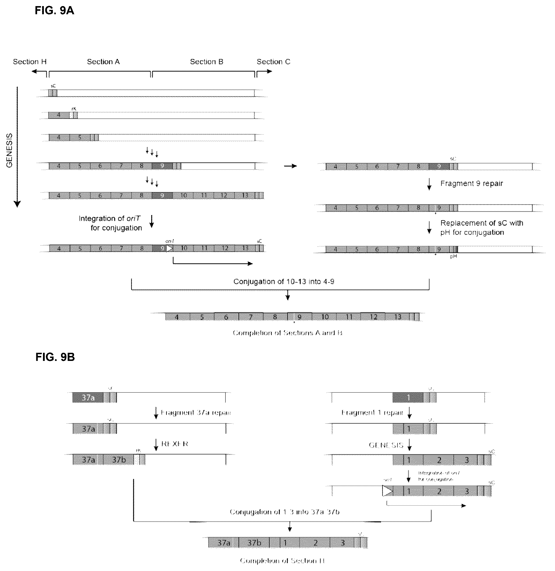 Patent US12378547 Figure 9 – Synthetic genome