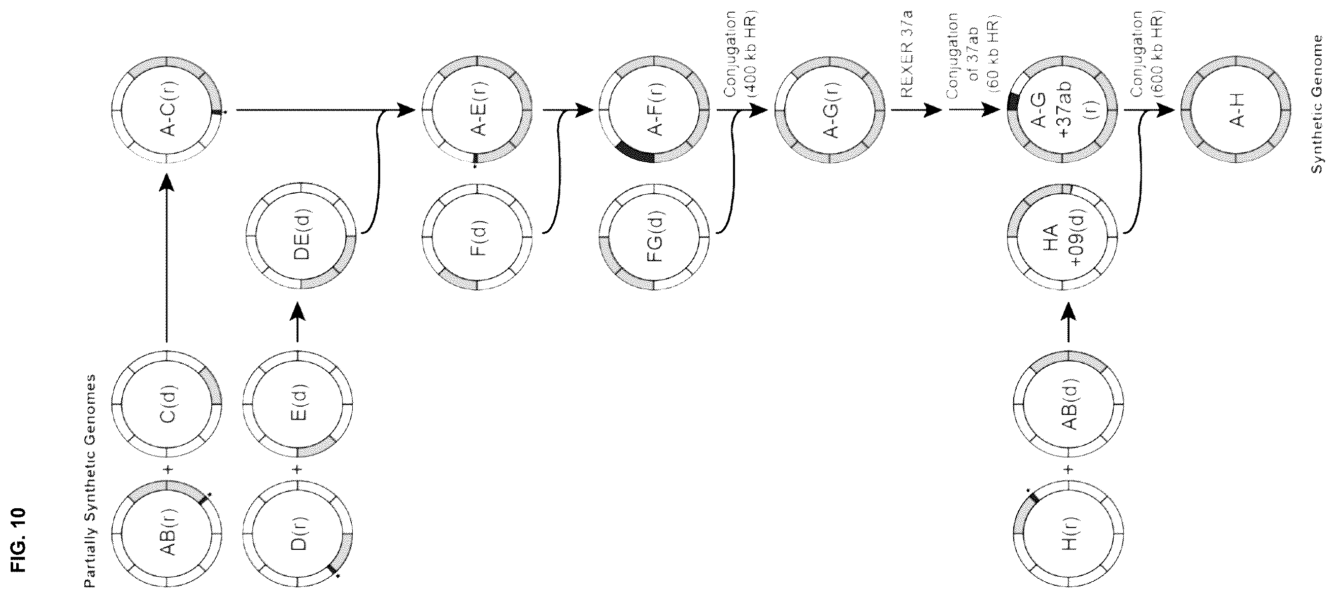 Patent US12378547 Figure 10 – Synthetic genome