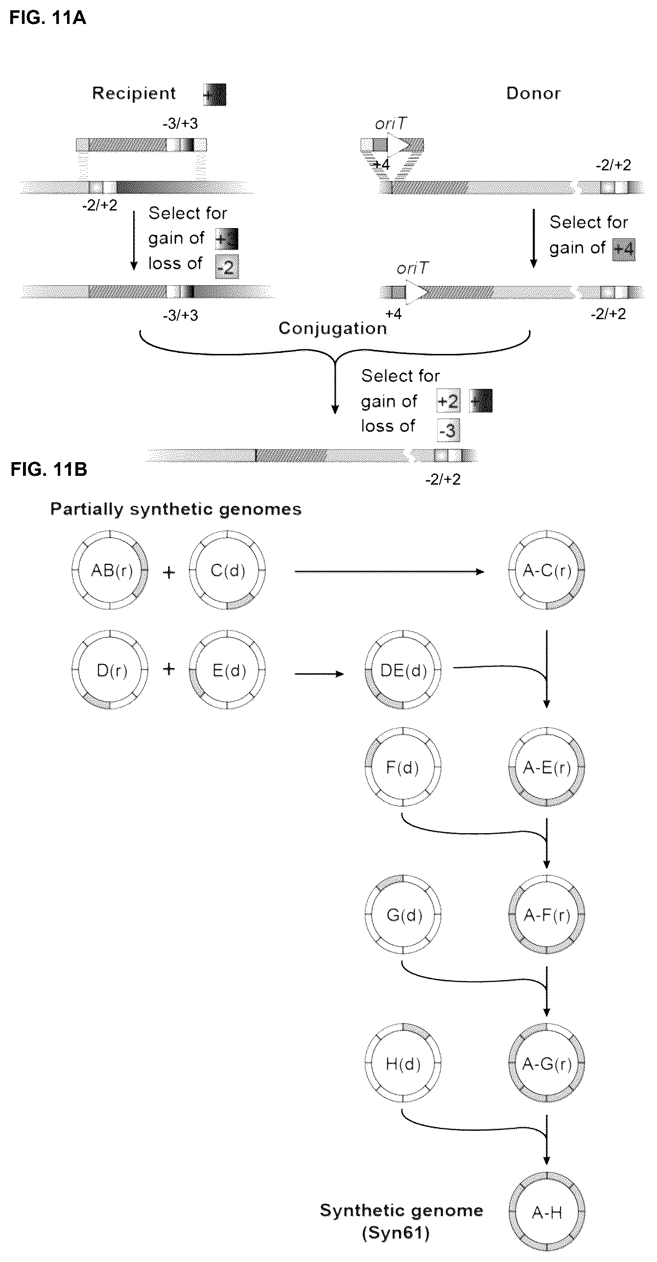 Patent US12378547 Figure 11 – Synthetic genome