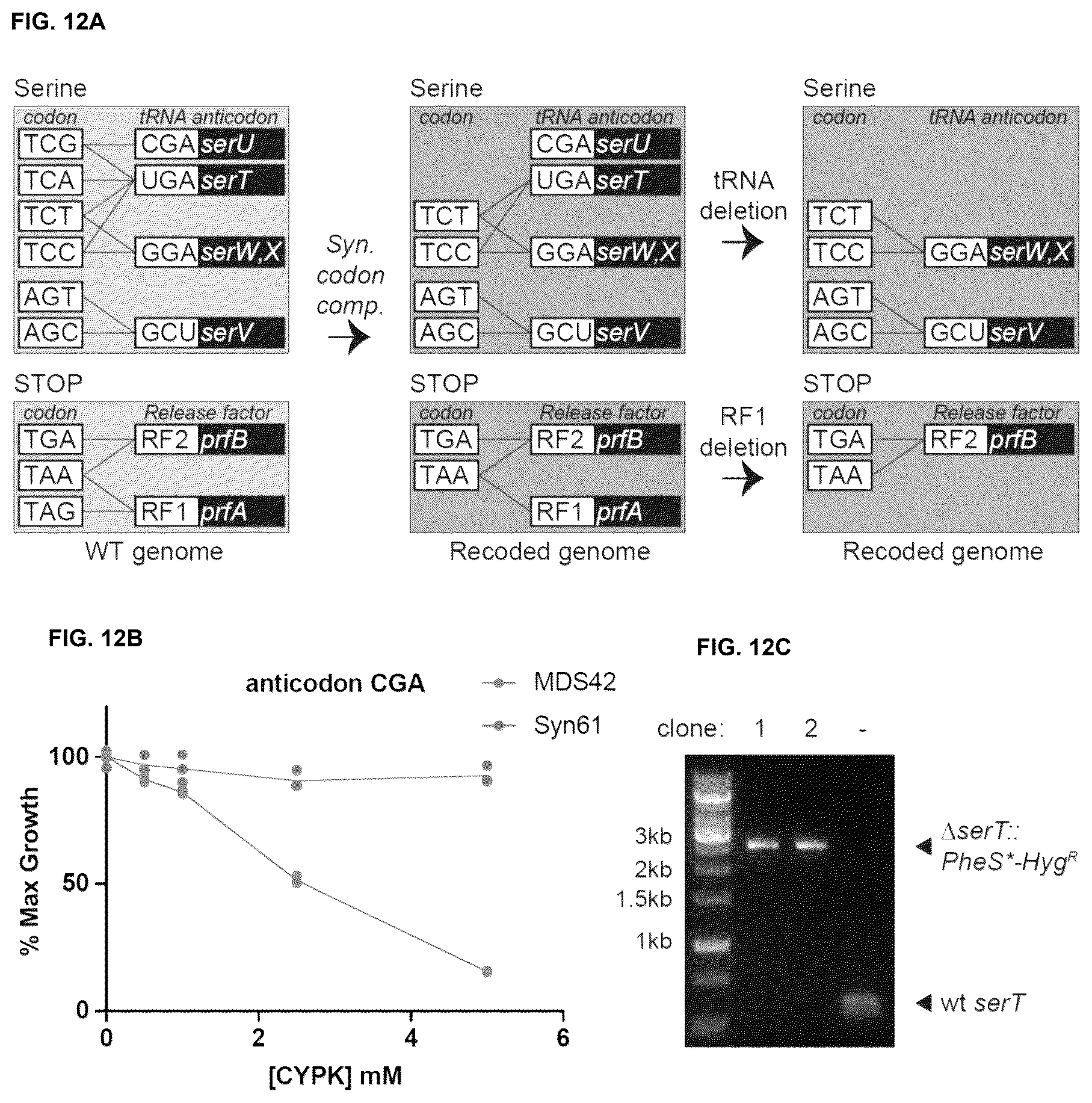 Patent US12378547 Figure 12 – Synthetic genome