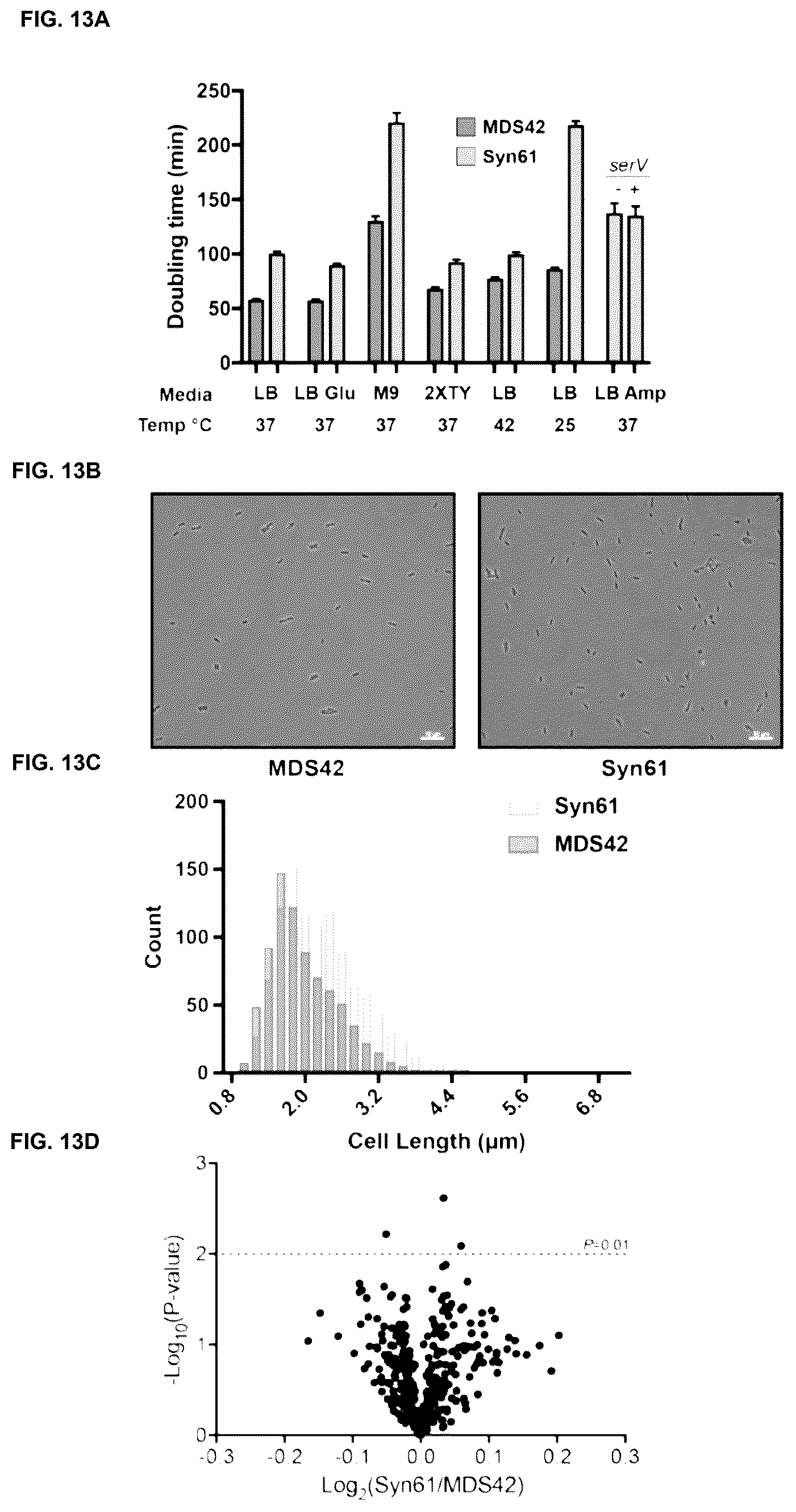 Patent US12378547 Figure 13 – Synthetic genome