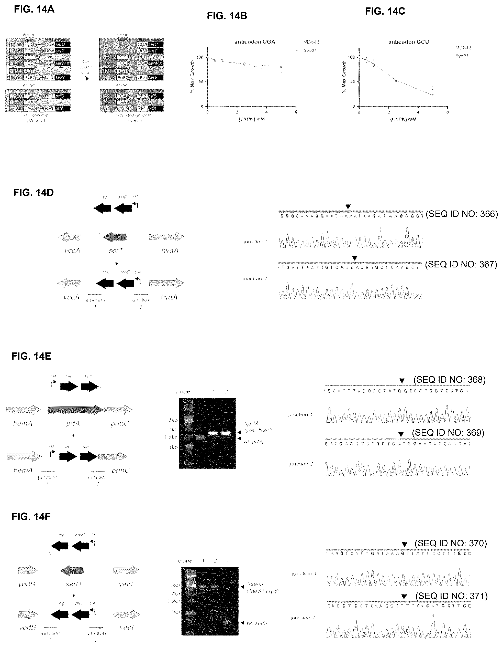 Patent US12378547 Figure 14 – Synthetic genome