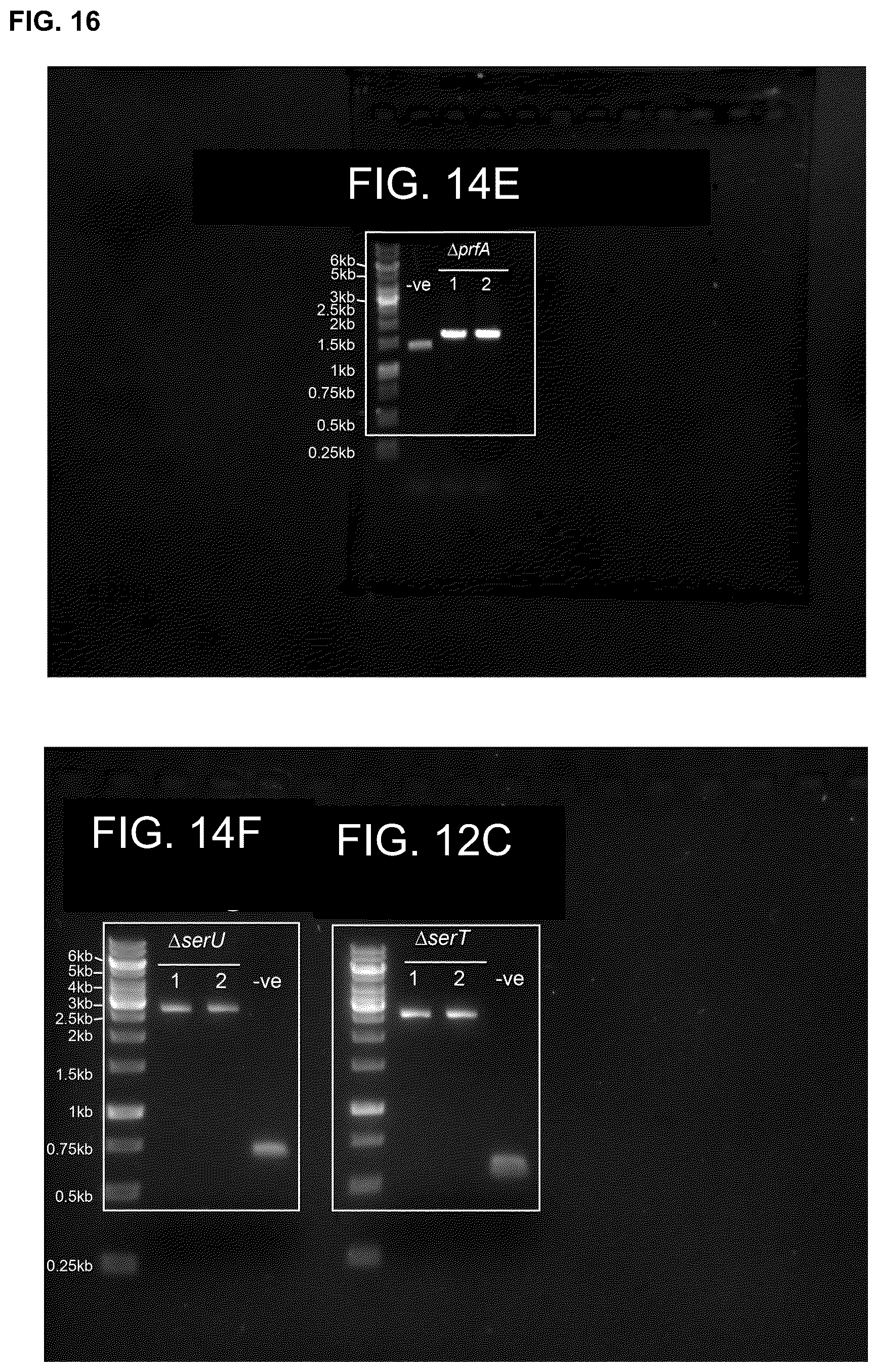 Patent US12378547 Figure 16 – Synthetic genome