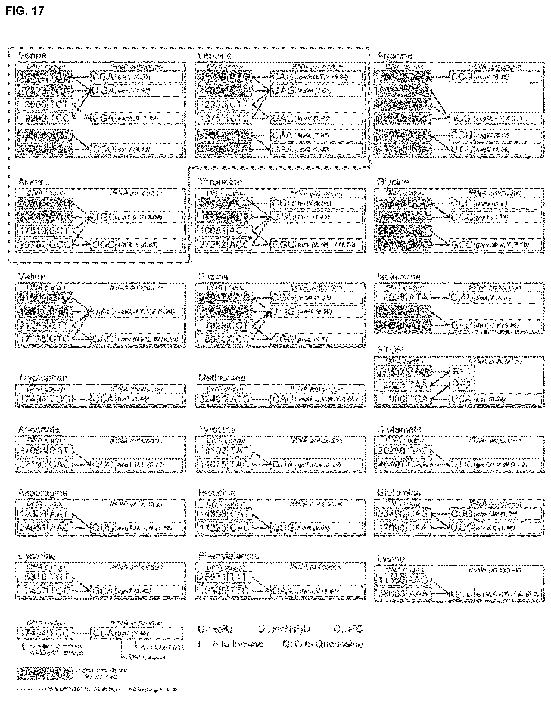 Patent US12378547 Figure 17 – Synthetic genome