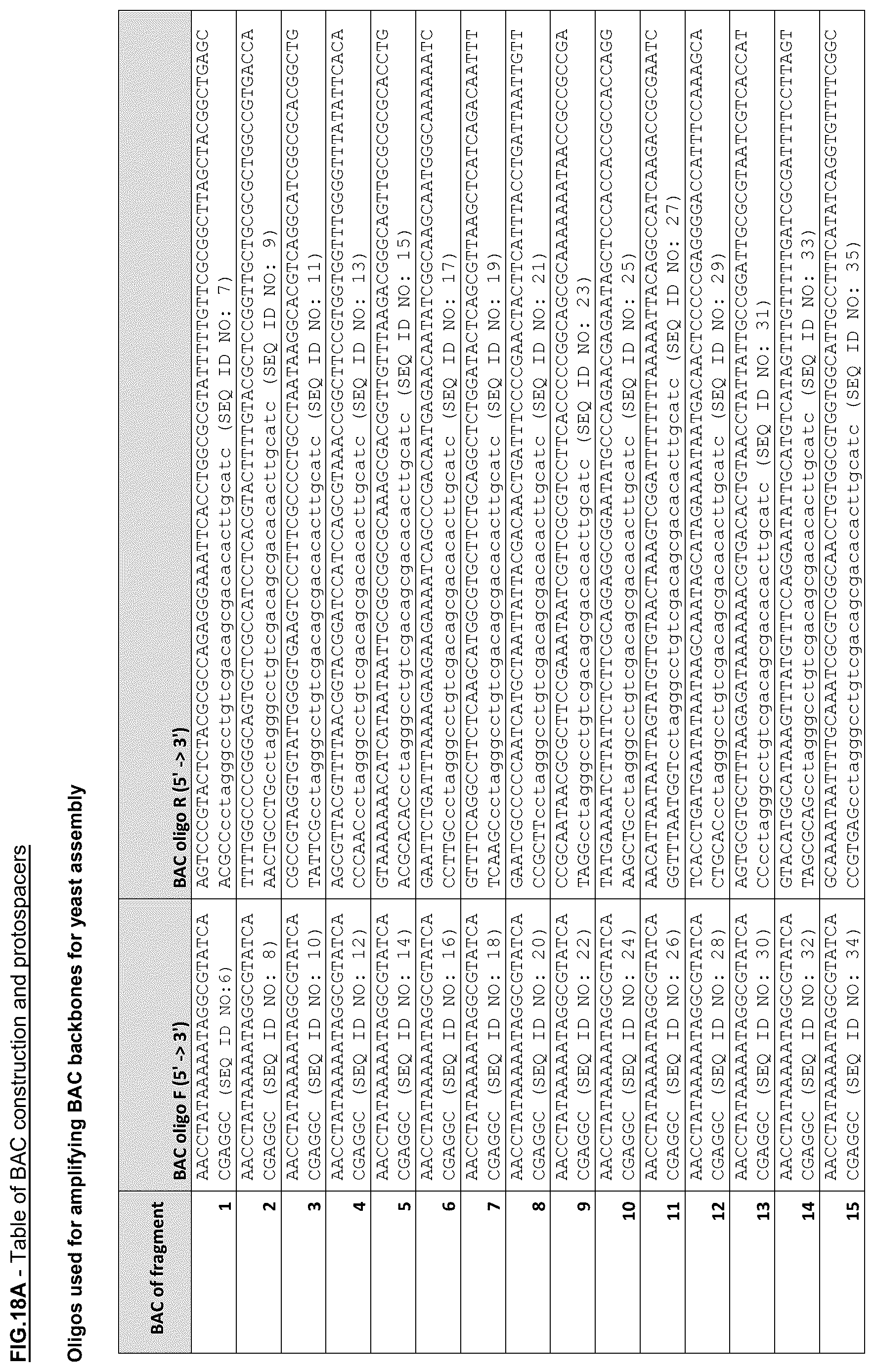 Patent US12378547 Figure 18 – Synthetic genome