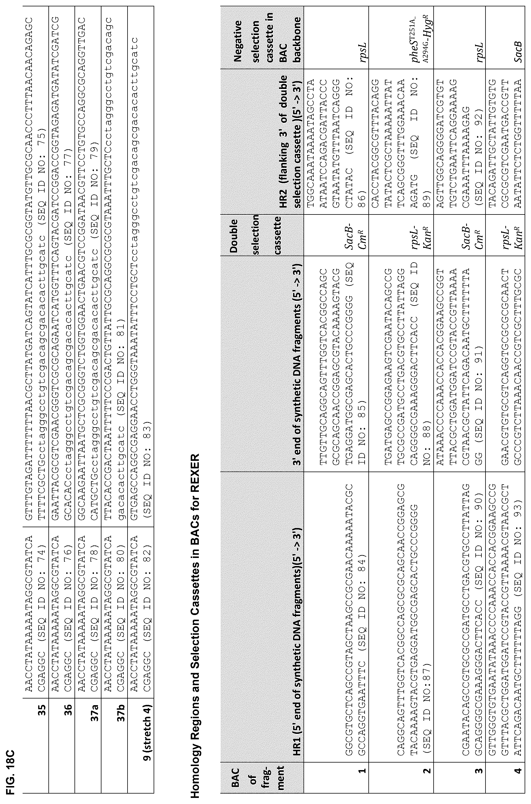 Patent US12378547 Figure 20 – Synthetic genome