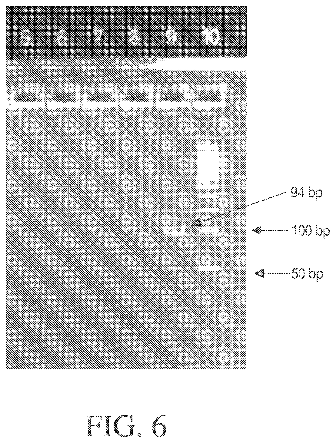 Patent US12378548 Figure 8 – Methods and compositions for cell-free cloning