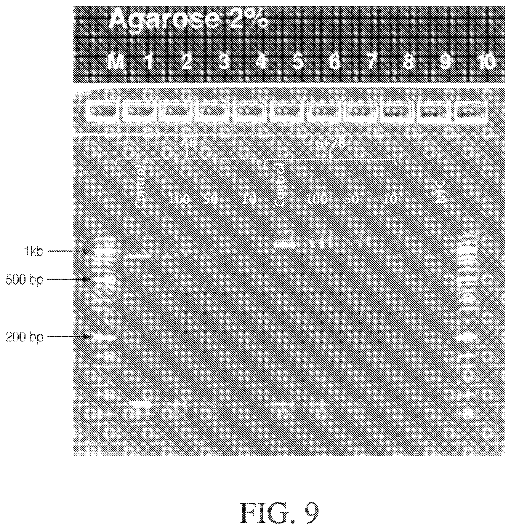 Patent US12378548 Figure 11 – Methods and compositions for cell-free cloning