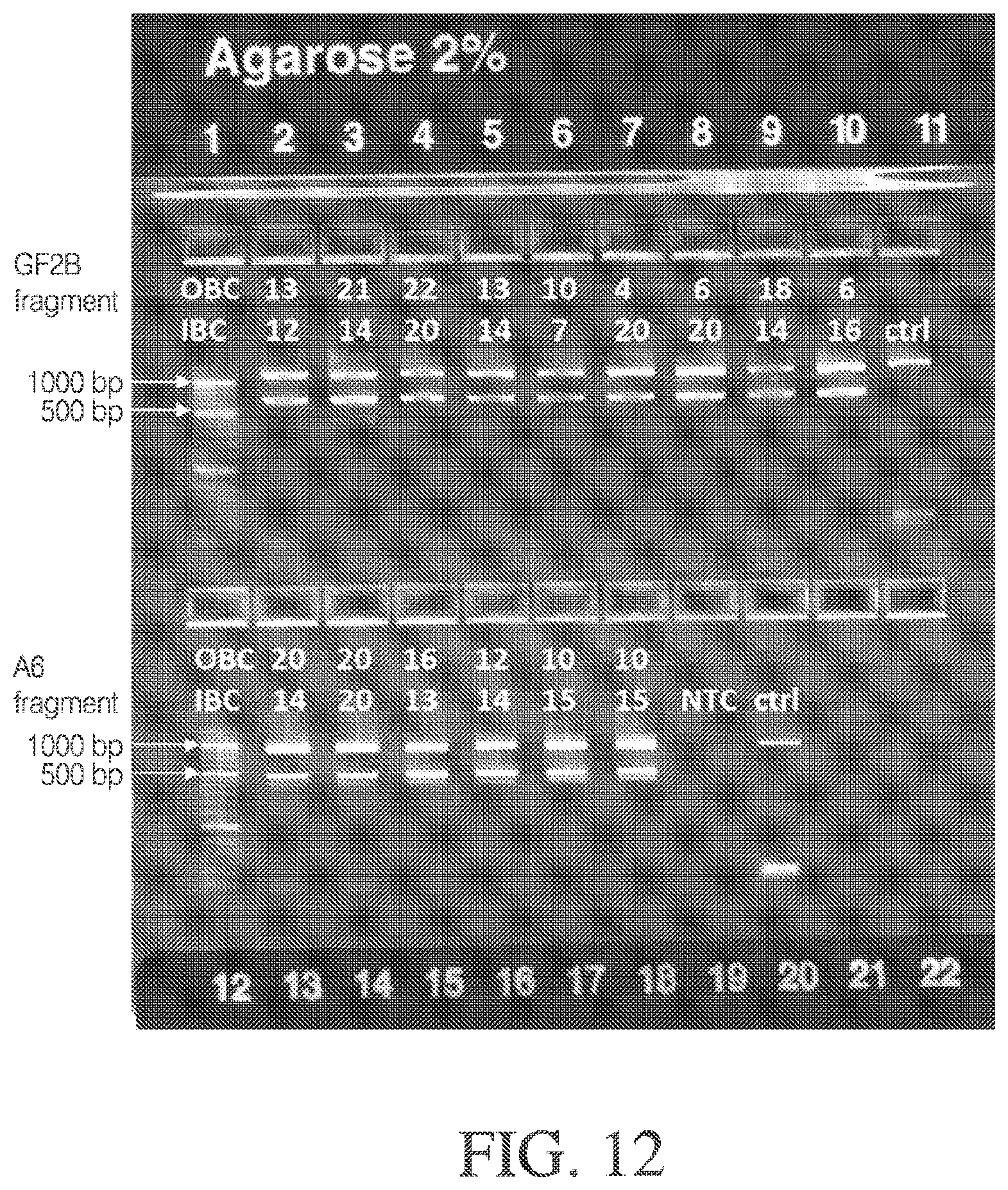 Patent US12378548 Figure 15 – Methods and compositions for cell-free cloning