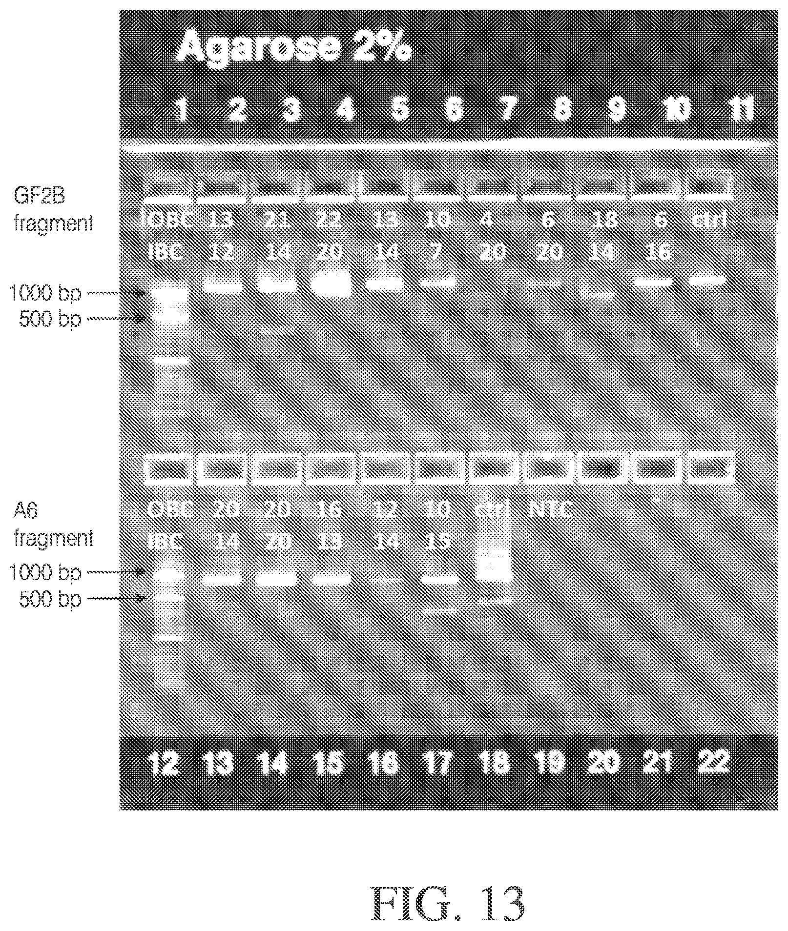 Patent US12378548 Figure 16 – Methods and compositions for cell-free cloning