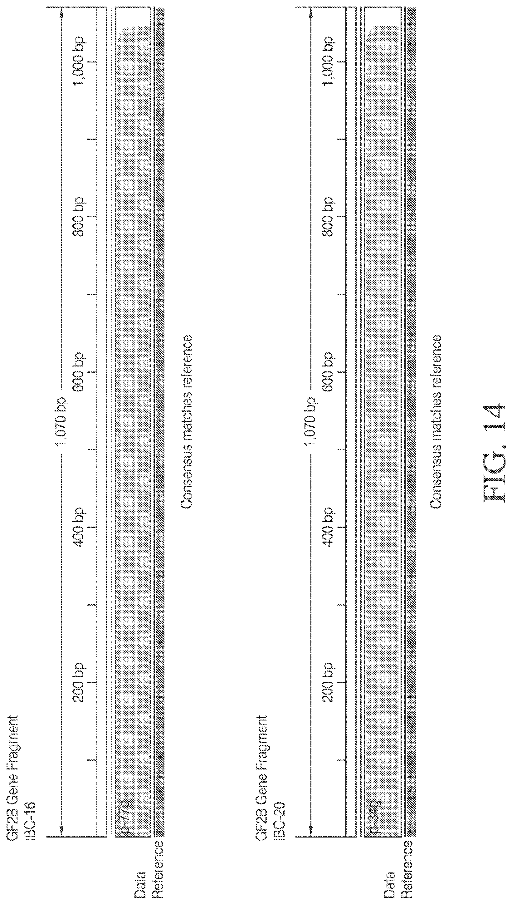 Patent US12378548 Figure 17 – Methods and compositions for cell-free cloning