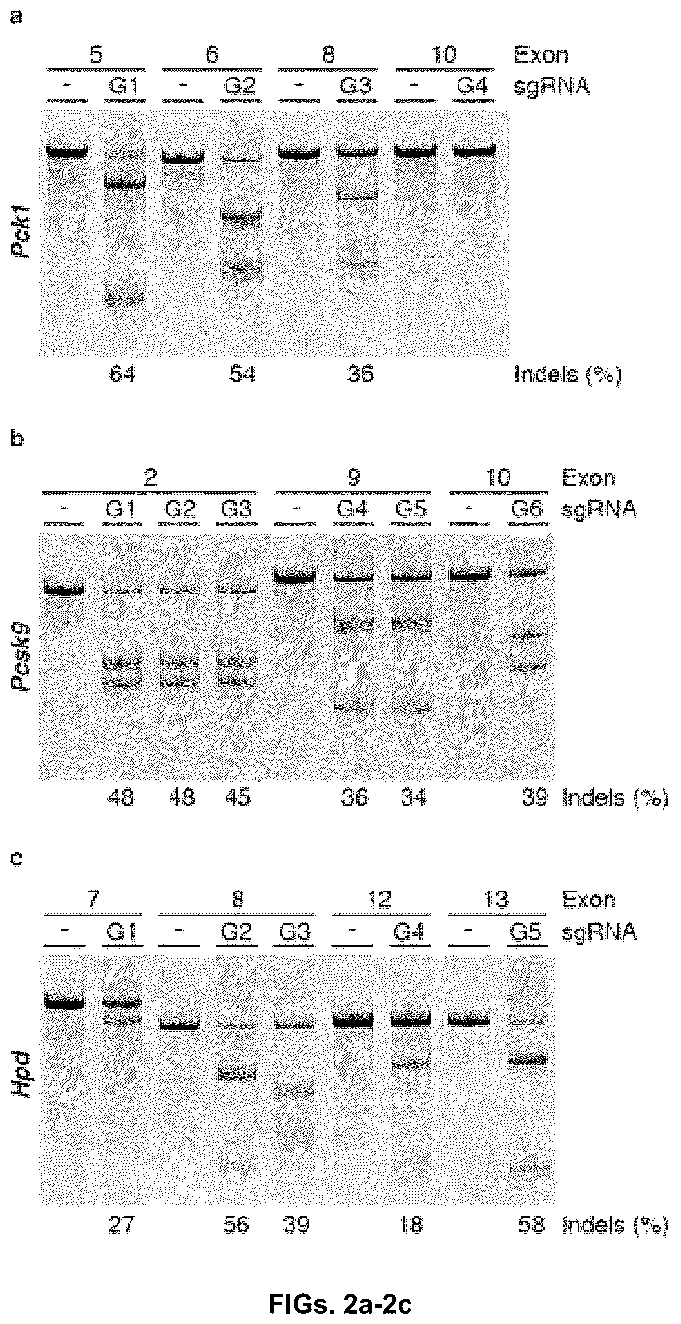 Patent US12378549 Figure 3 – CRISPR-cas9 system and uses thereof
