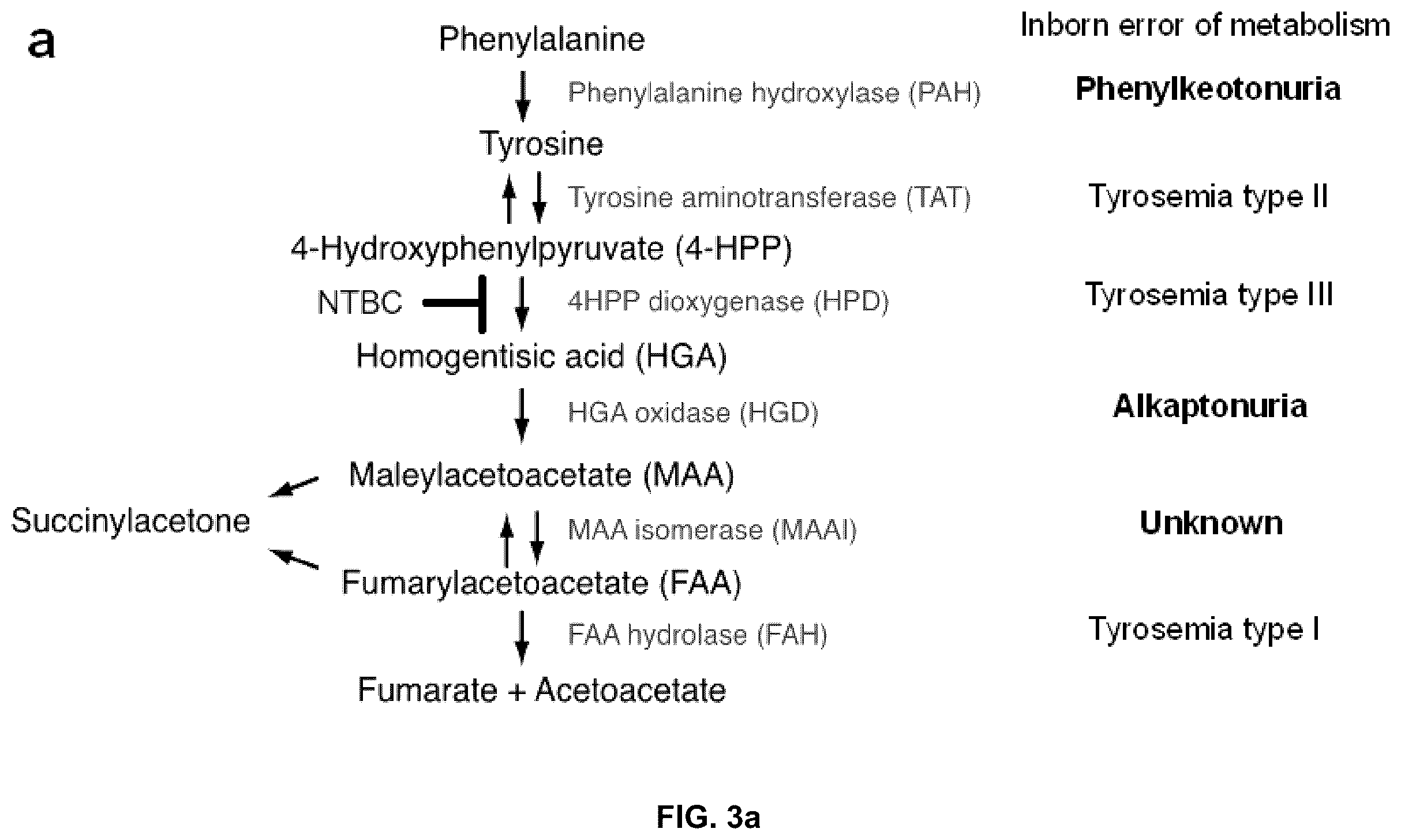 Patent US12378549 Figure 4 – CRISPR-cas9 system and uses thereof