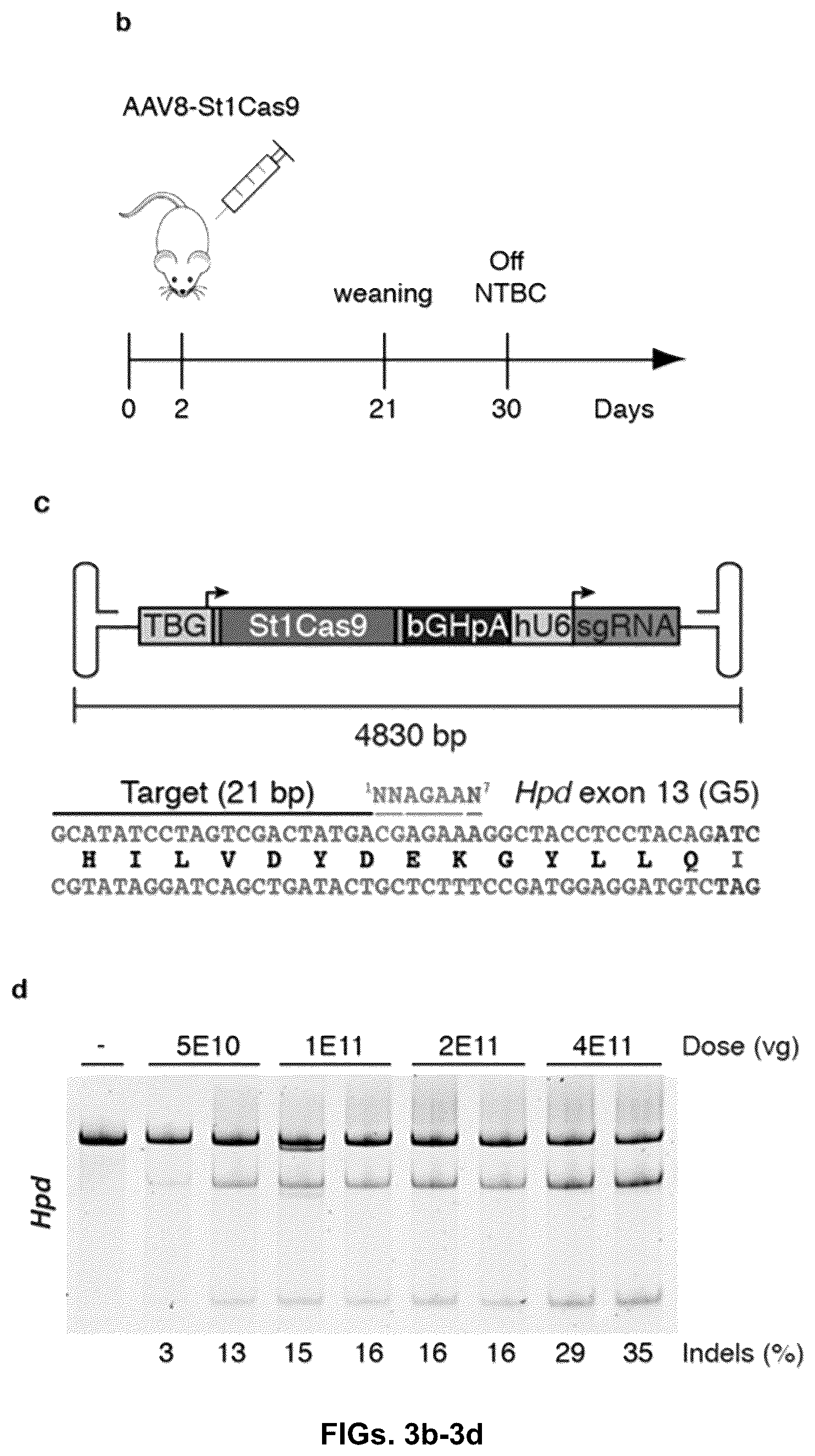 Patent US12378549 Figure 5 – CRISPR-cas9 system and uses thereof