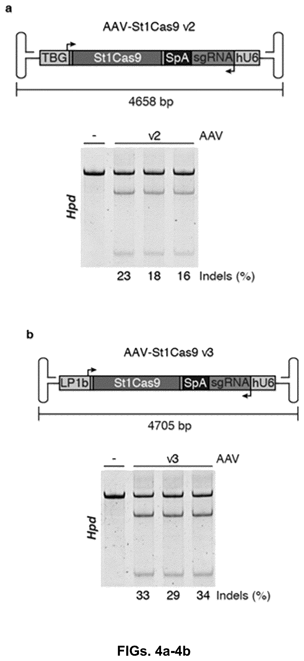 Patent US12378549 Figure 8 – CRISPR-cas9 system and uses thereof