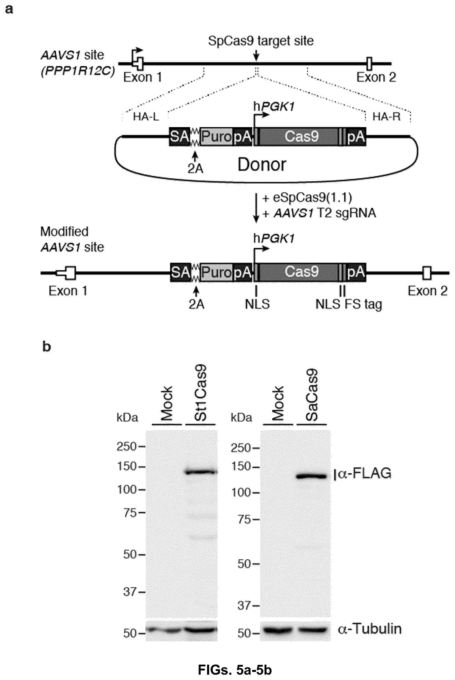 Patent US12378549 Figure 9 – CRISPR-cas9 system and uses thereof