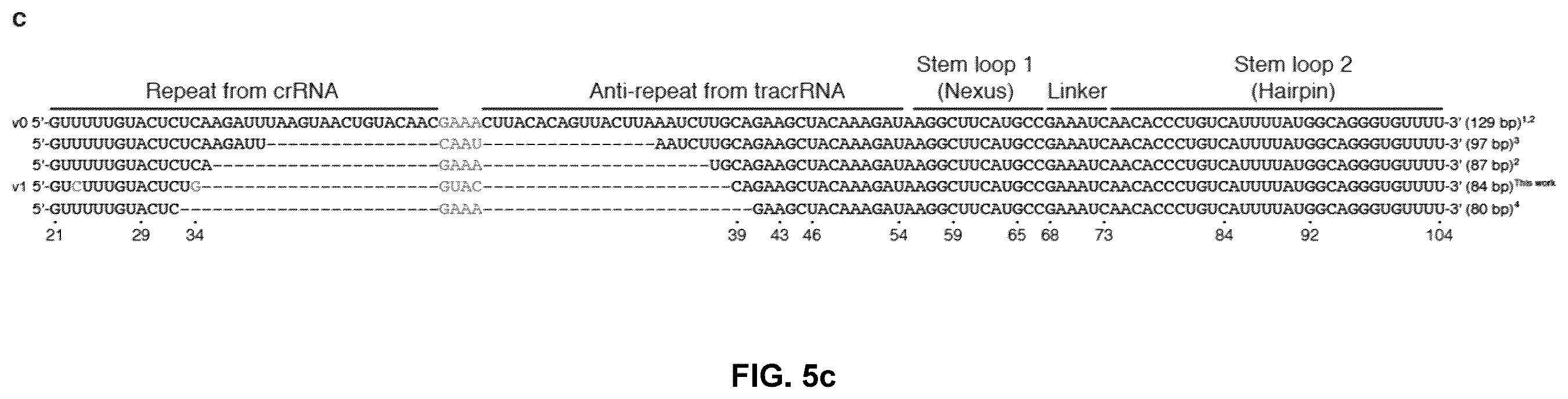 Patent US12378549 Figure 10 – CRISPR-cas9 system and uses thereof