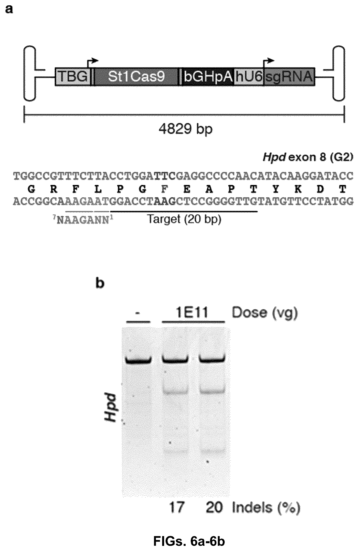 Patent US12378549 Figure 12 – CRISPR-cas9 system and uses thereof