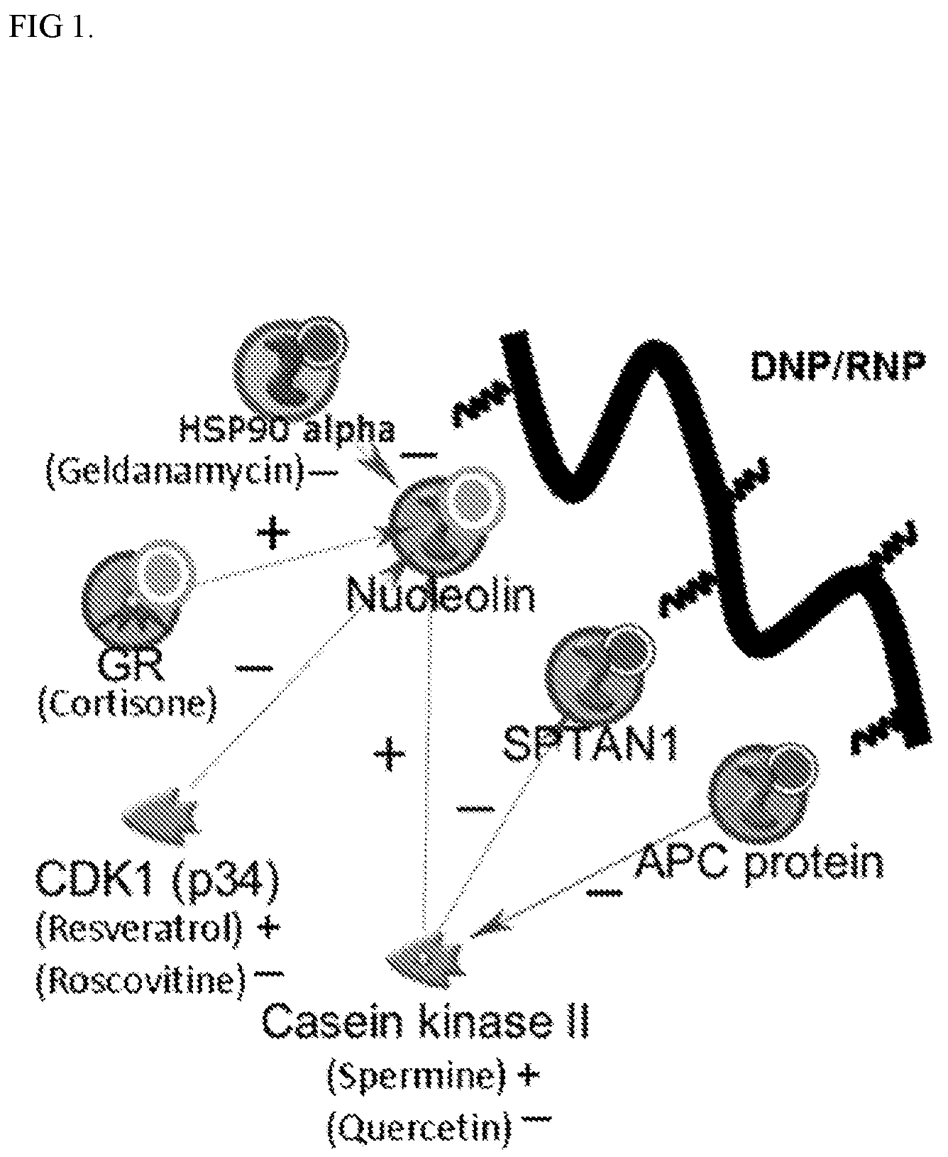 Patent US12378550 Figure 1 – Compositions and methods for nucleic acid transfer