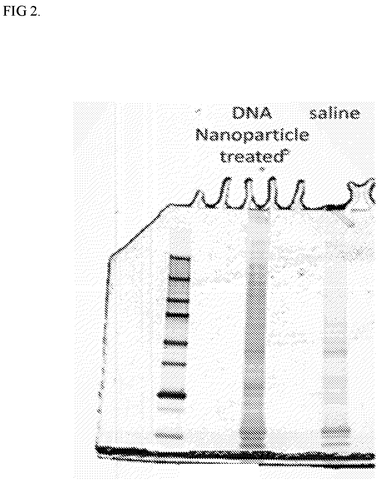 Patent US12378550 Figure 2 – Compositions and methods for nucleic acid transfer