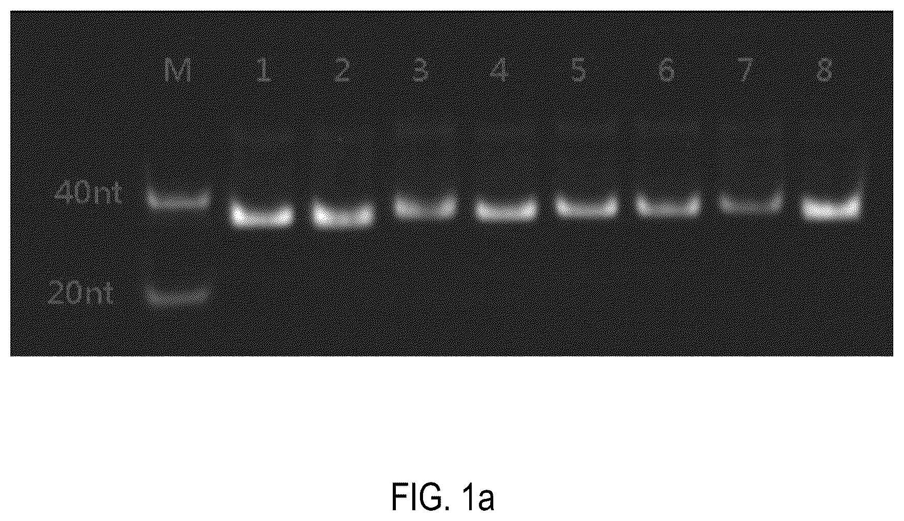 Patent US12378552 — Oligomeric compound for inhibiting expression of factor XI — Figure 1