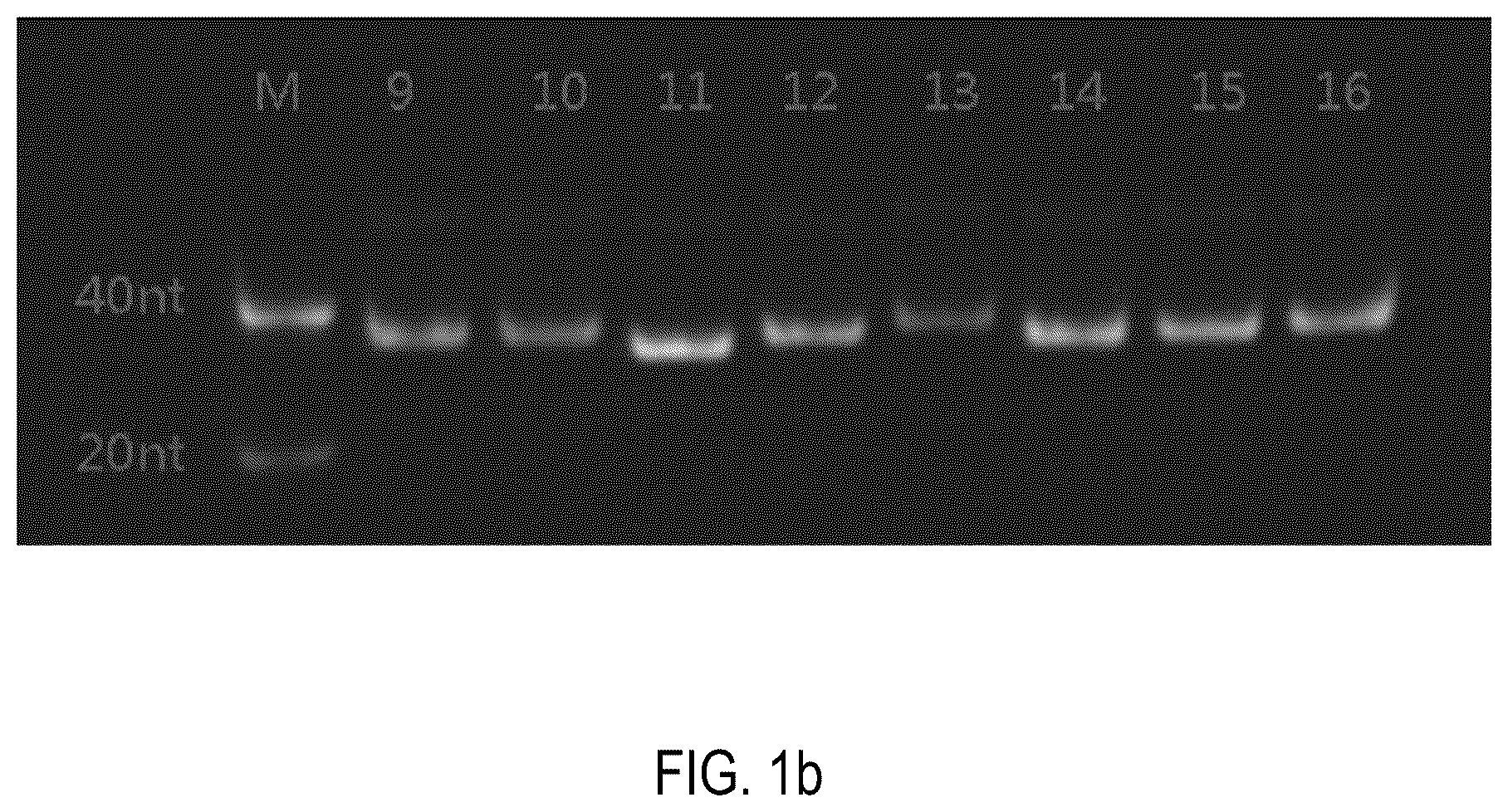 Patent US12378552 Figure 2 – Oligomeric compound for inhibiting expression of factor XI