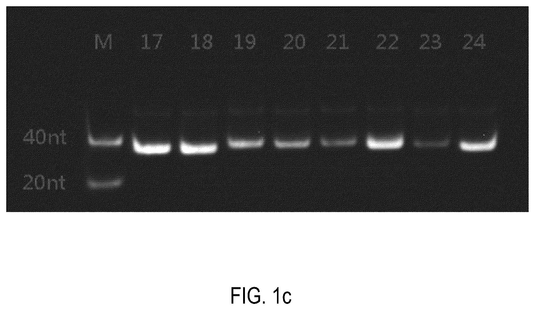 Patent US12378552 Figure 3 – Oligomeric compound for inhibiting expression of factor XI