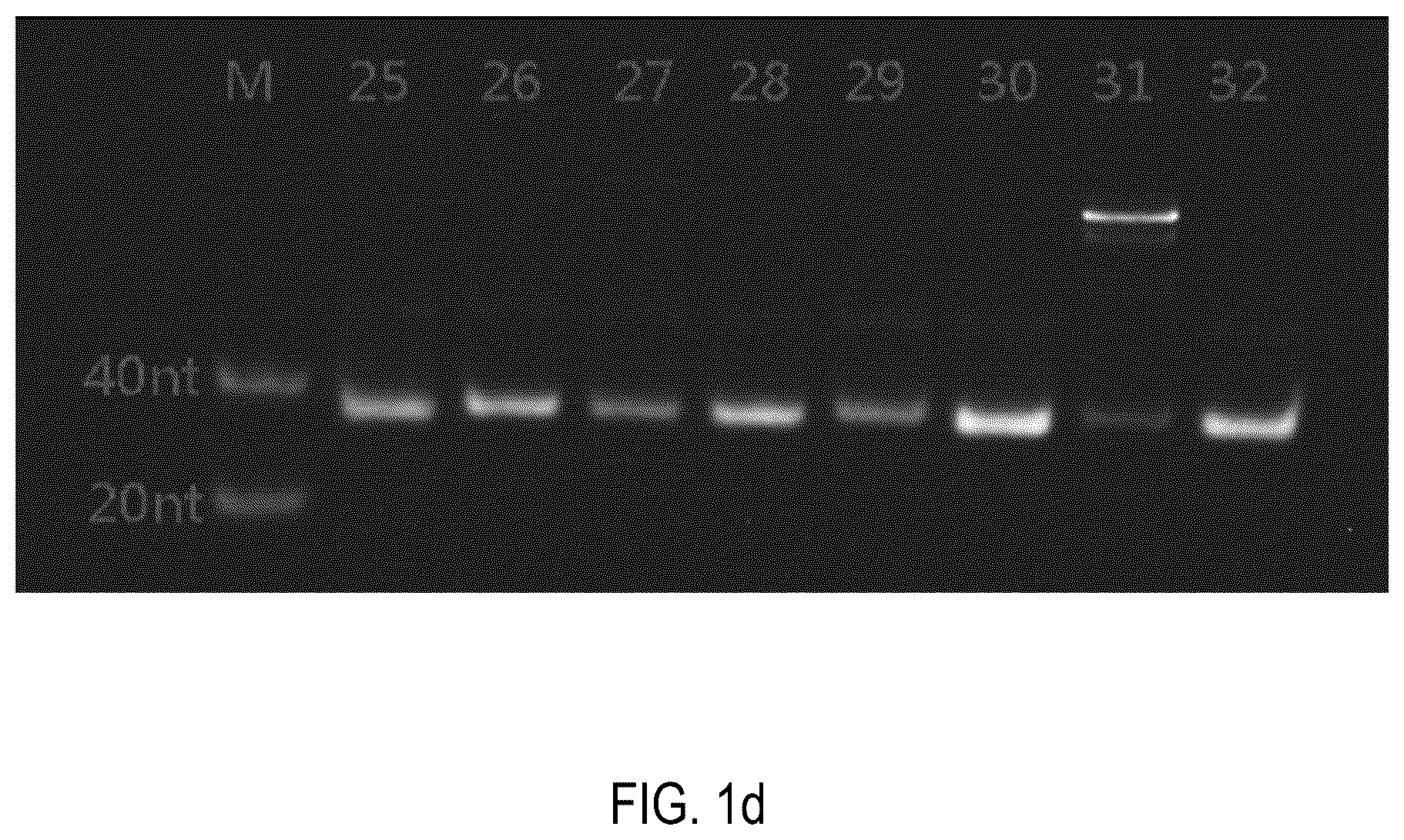 Patent US12378552 Figure 4 – Oligomeric compound for inhibiting expression of factor XI
