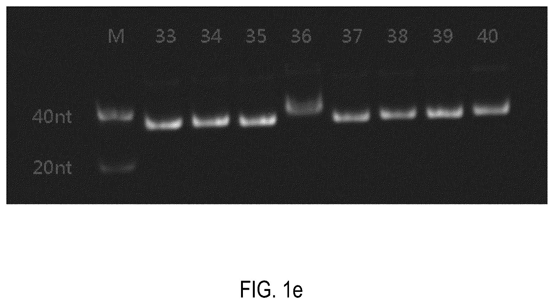 Patent US12378552 Figure 5 – Oligomeric compound for inhibiting expression of factor XI