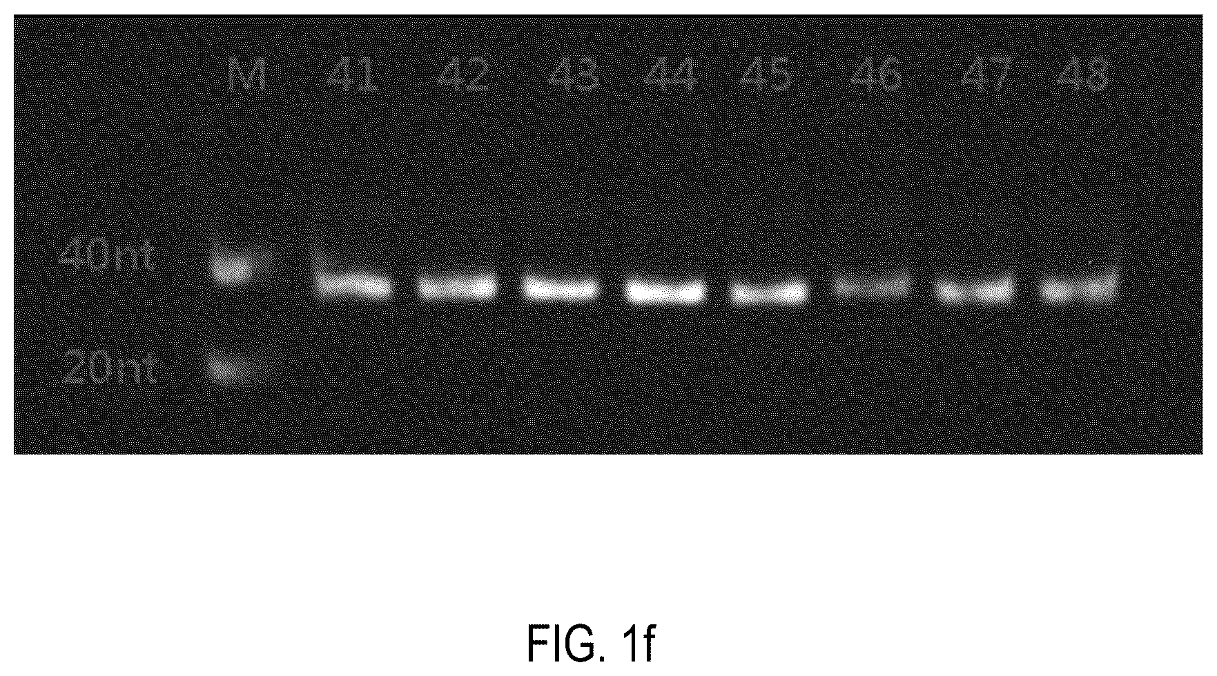 Patent US12378552 Figure 6 – Oligomeric compound for inhibiting expression of factor XI