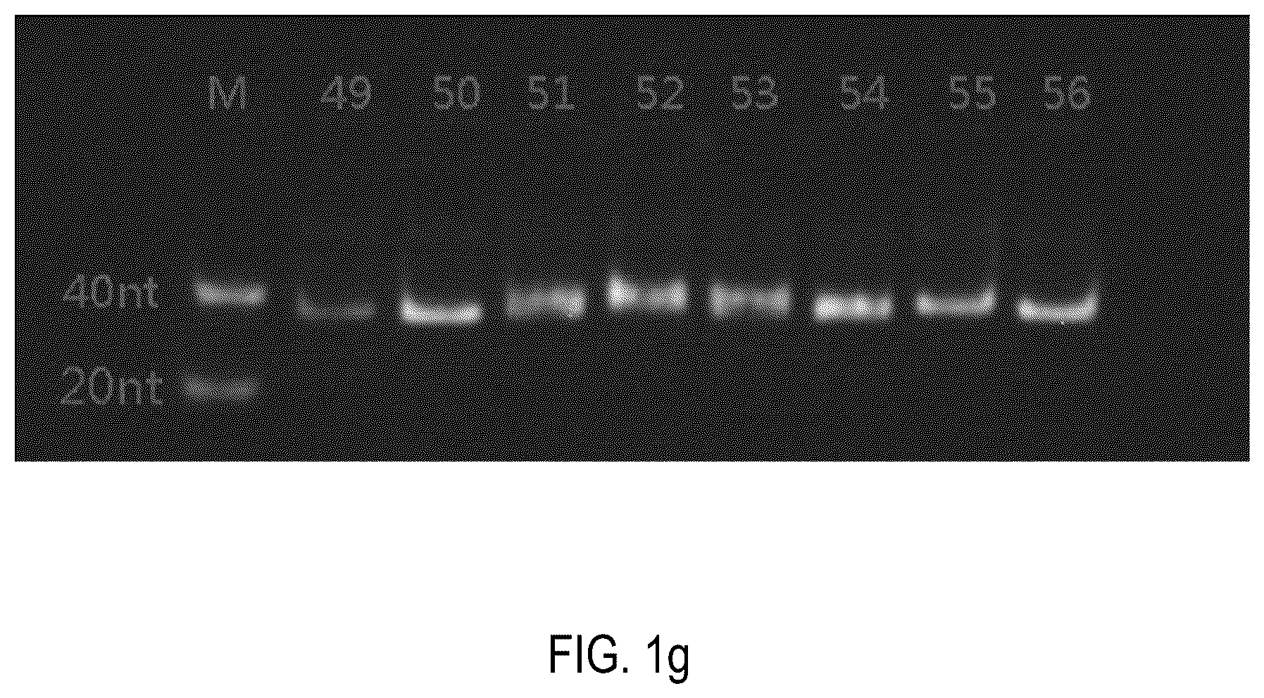 Patent US12378552 Figure 7 – Oligomeric compound for inhibiting expression of factor XI