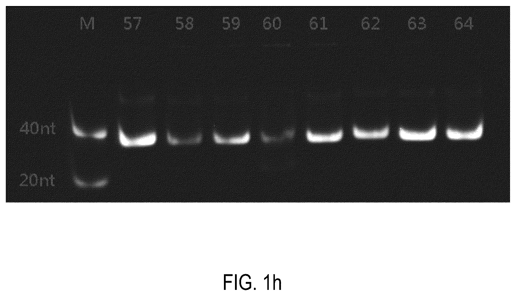 Patent US12378552 Figure 8 – Oligomeric compound for inhibiting expression of factor XI