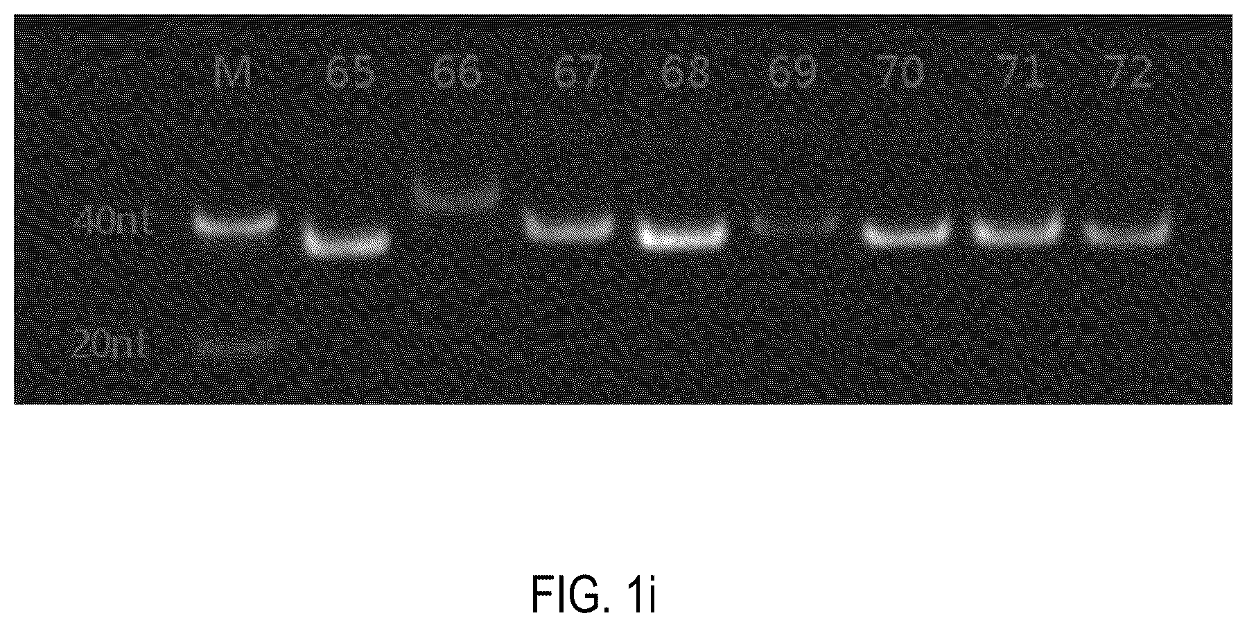 Patent US12378552 Figure 9 – Oligomeric compound for inhibiting expression of factor XI