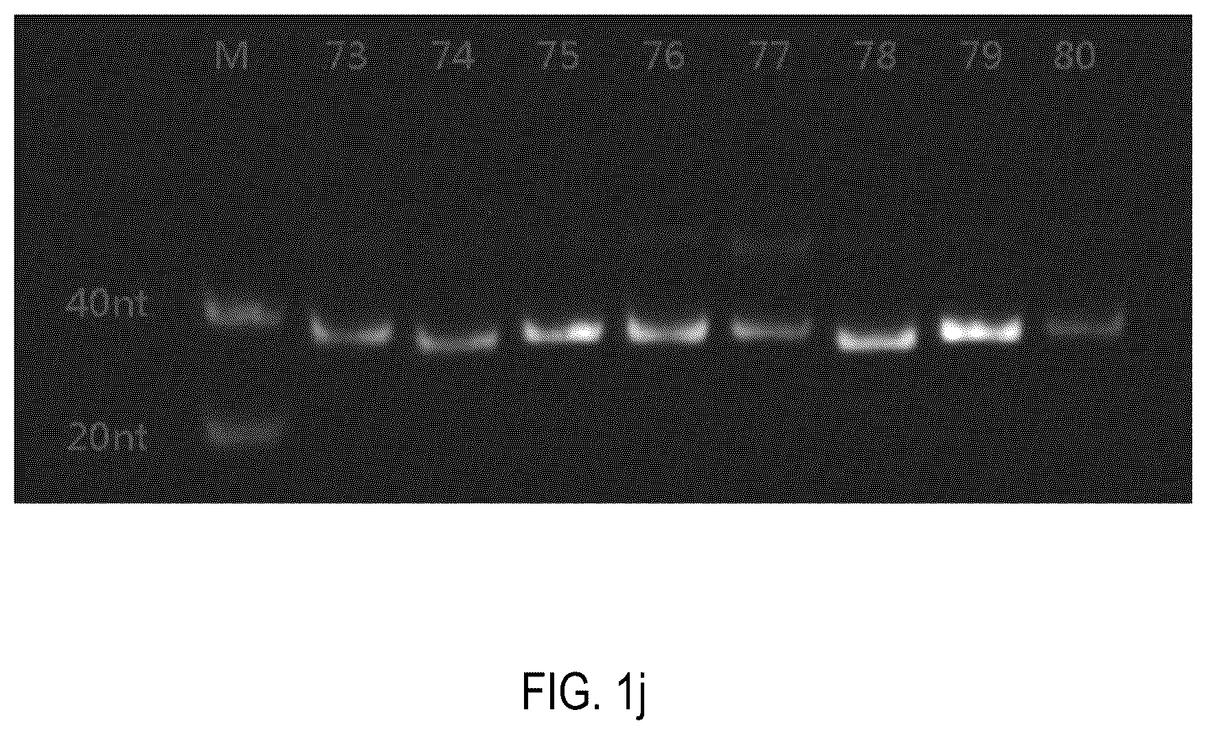 Patent US12378552 Figure 10 – Oligomeric compound for inhibiting expression of factor XI
