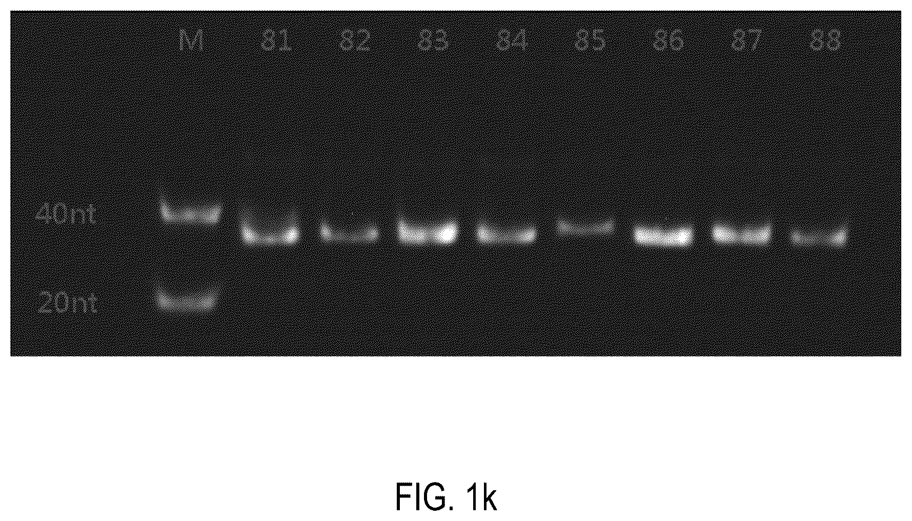 Patent US12378552 Figure 11 – Oligomeric compound for inhibiting expression of factor XI