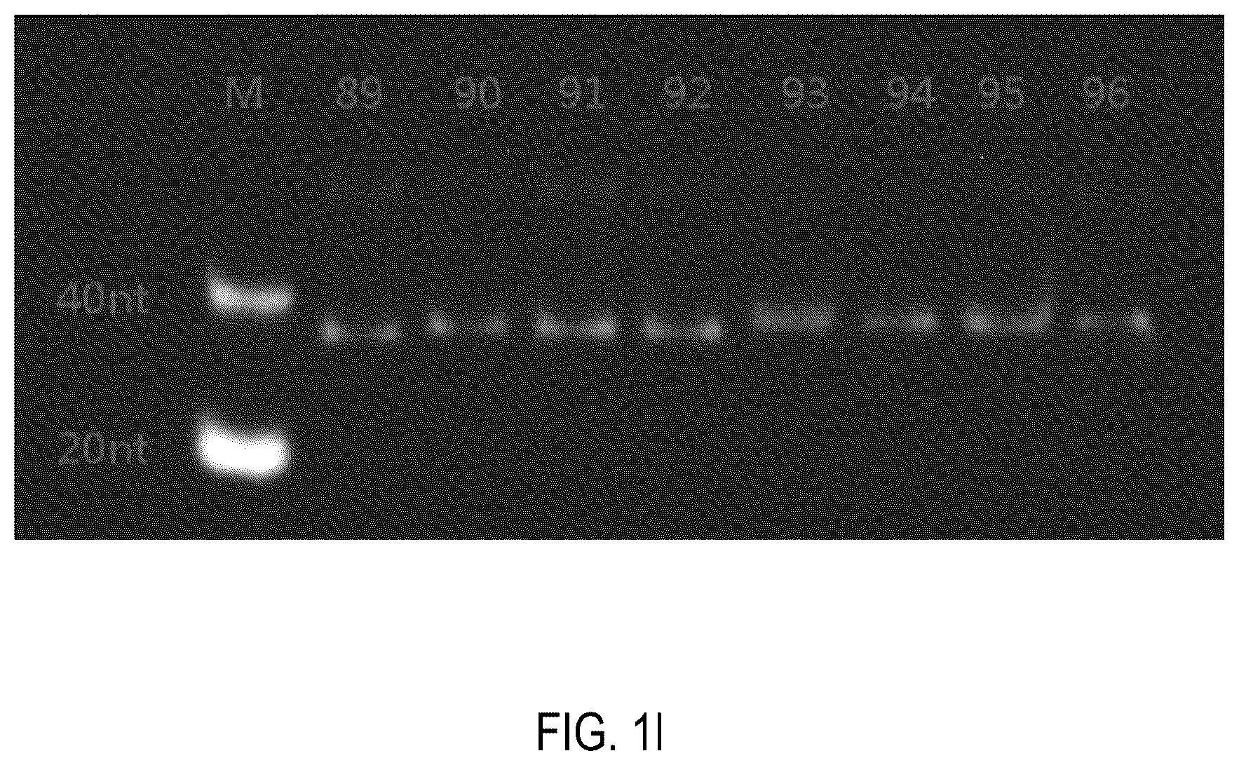 Patent US12378552 Figure 12 – Oligomeric compound for inhibiting expression of factor XI