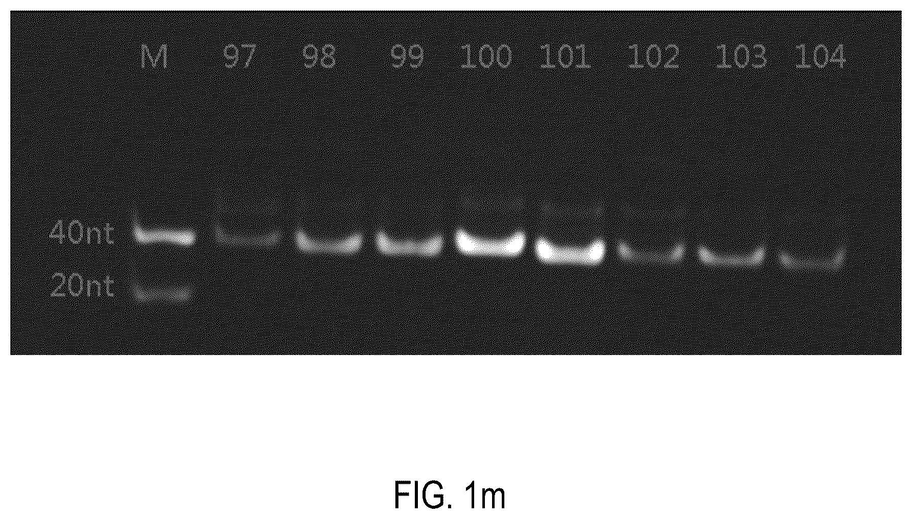 Patent US12378552 Figure 13 – Oligomeric compound for inhibiting expression of factor XI