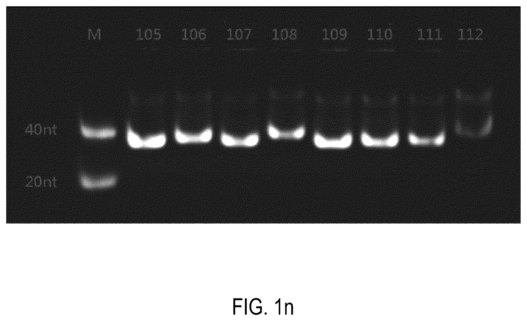 Patent US12378552 Figure 14 – Oligomeric compound for inhibiting expression of factor XI