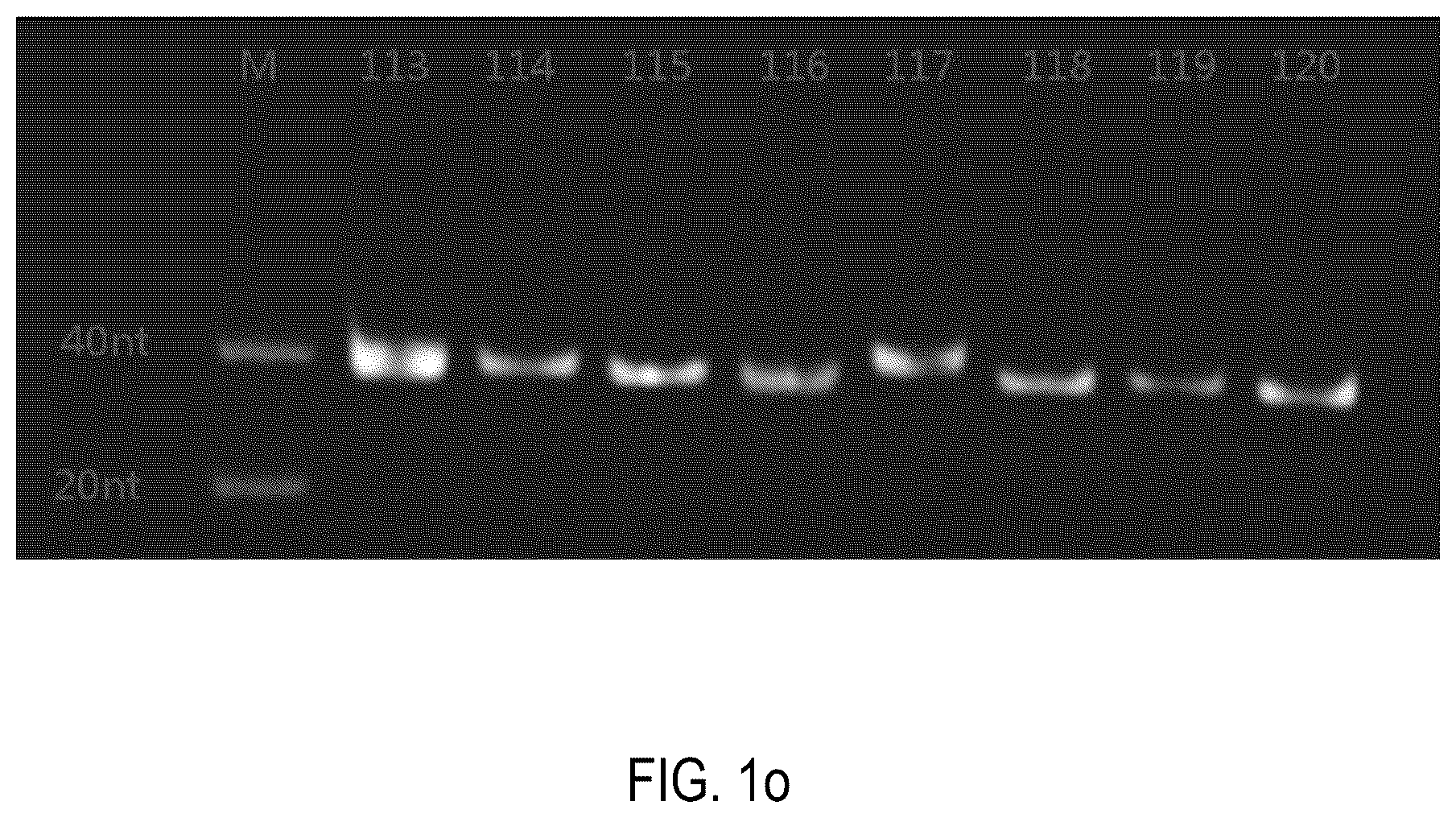Patent US12378552 Figure 15 – Oligomeric compound for inhibiting expression of factor XI