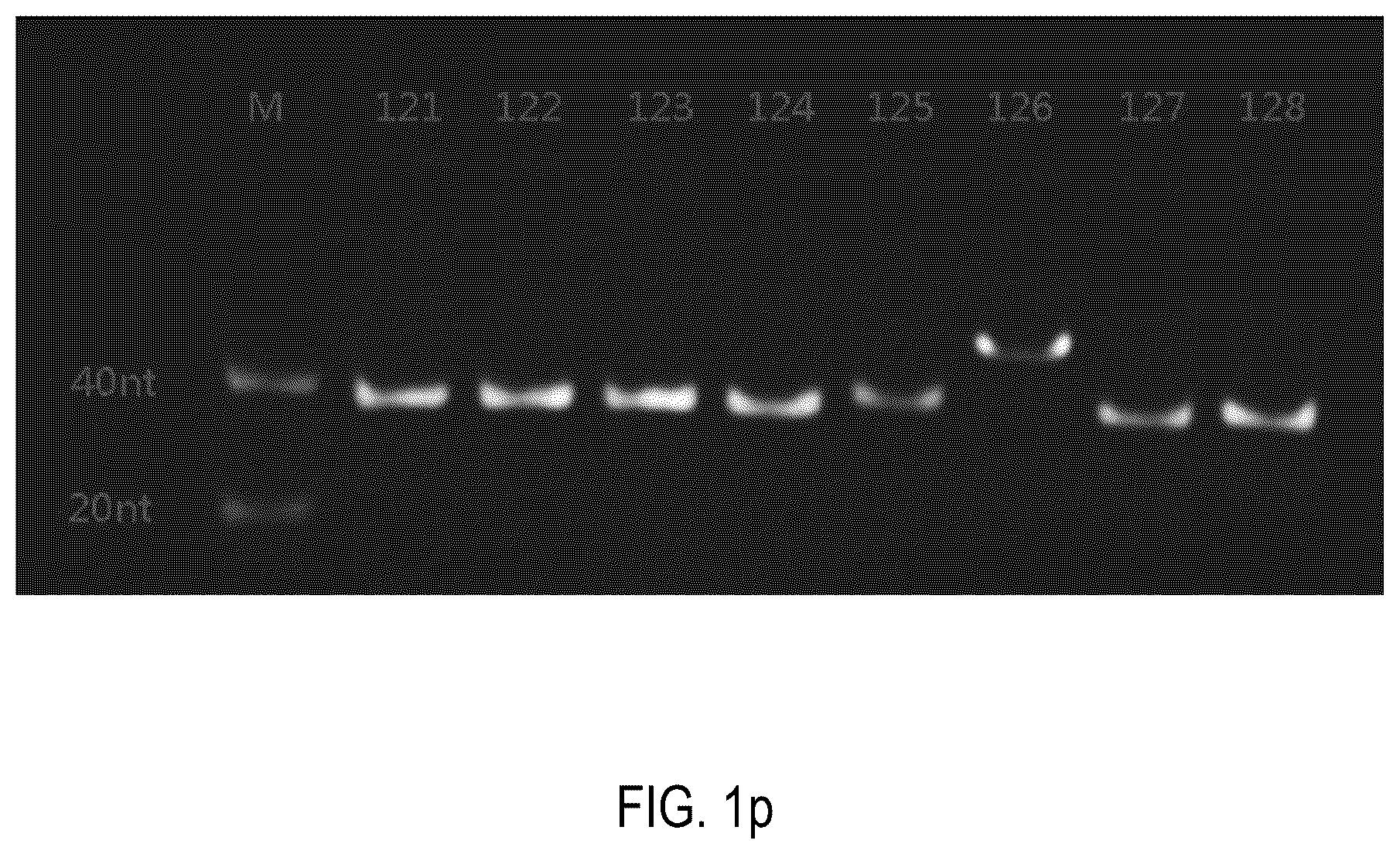 Patent US12378552 Figure 16 – Oligomeric compound for inhibiting expression of factor XI