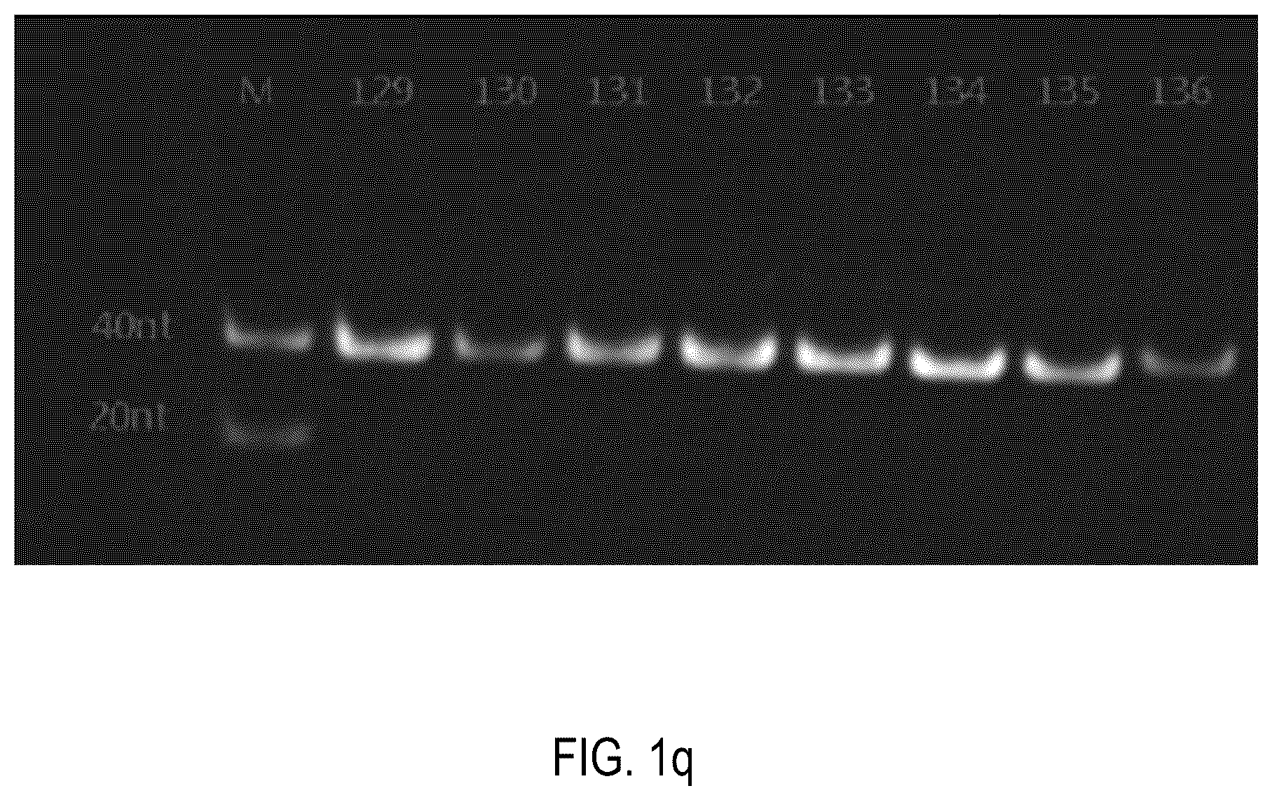 Patent US12378552 Figure 17 – Oligomeric compound for inhibiting expression of factor XI