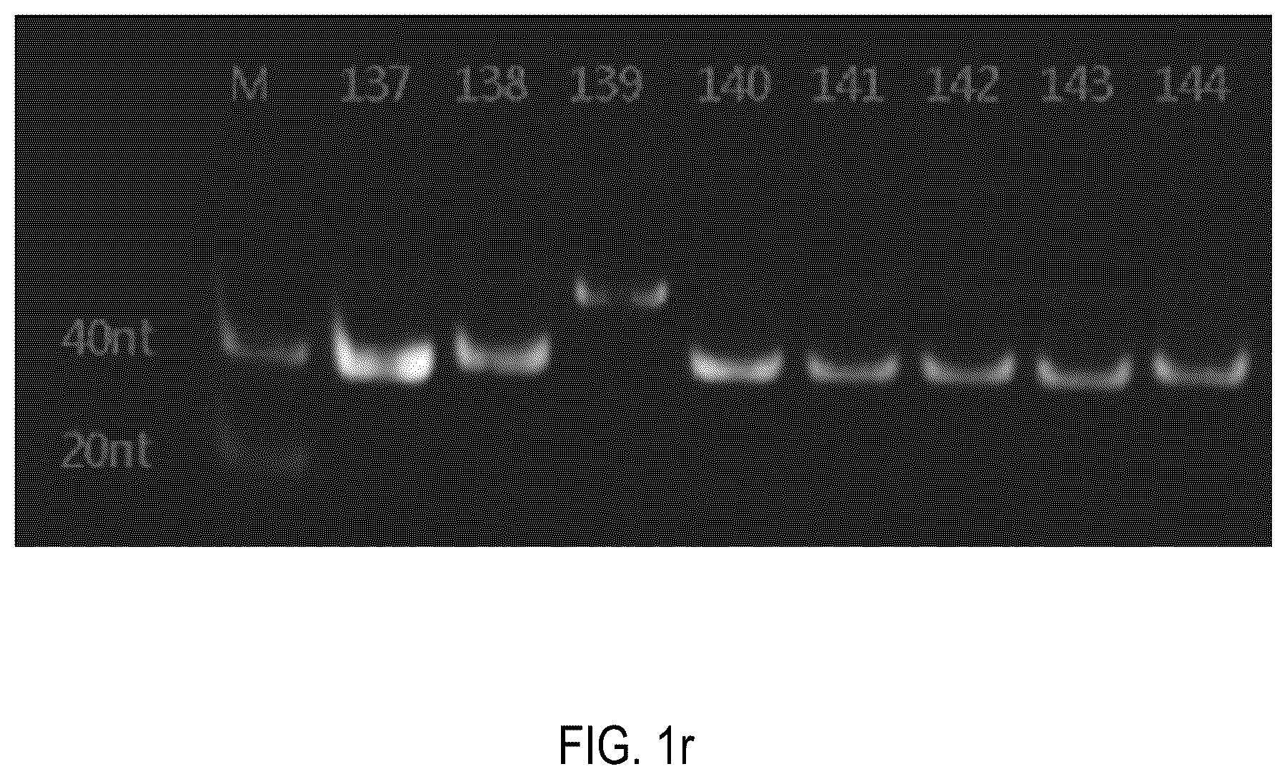 Patent US12378552 Figure 18 – Oligomeric compound for inhibiting expression of factor XI